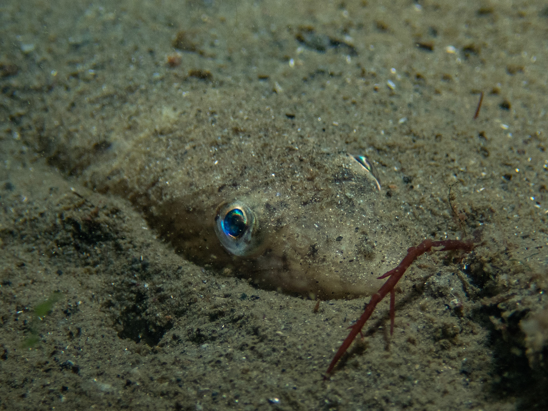 Lizardfish in the sand