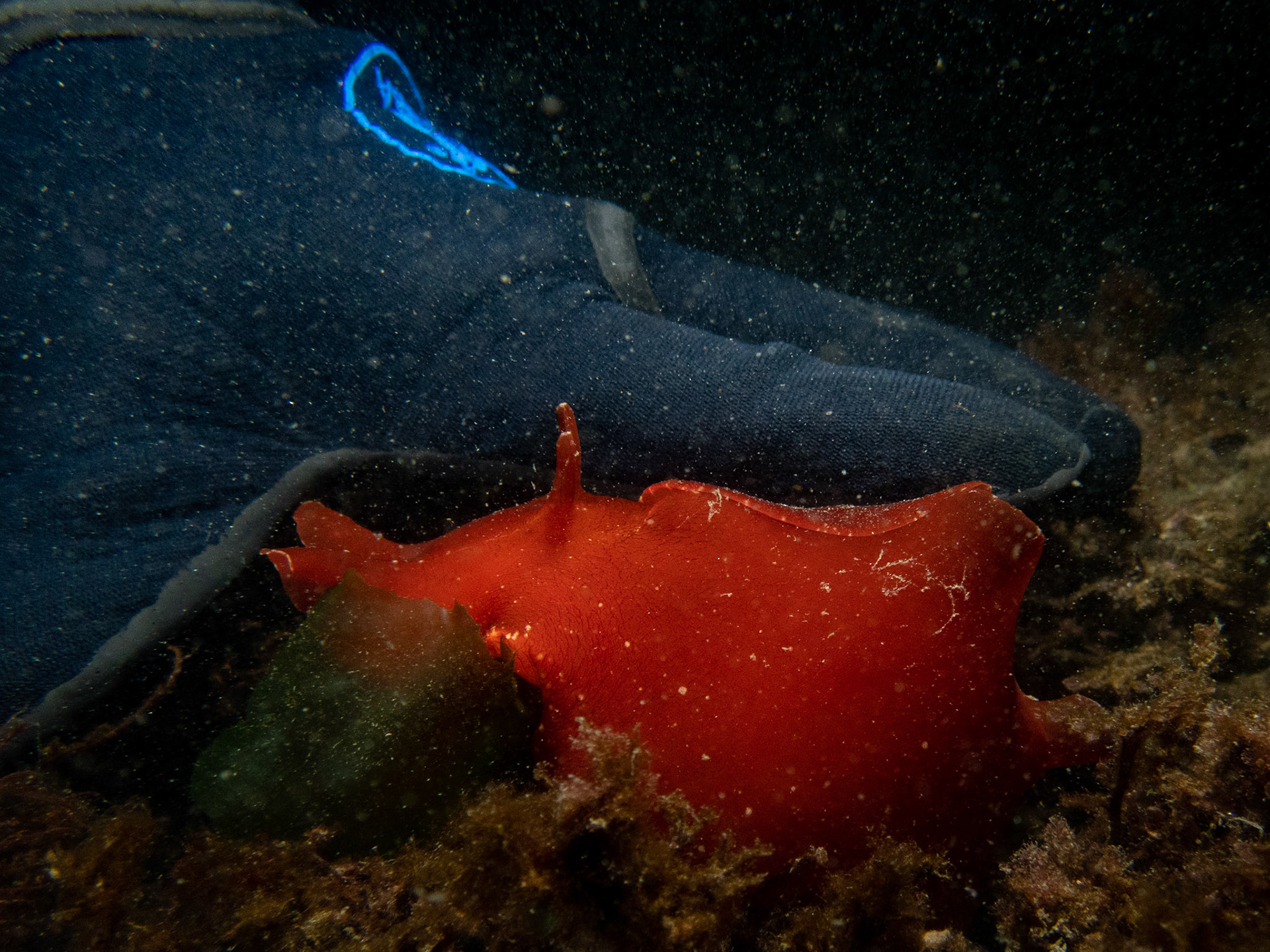 Large sea hare