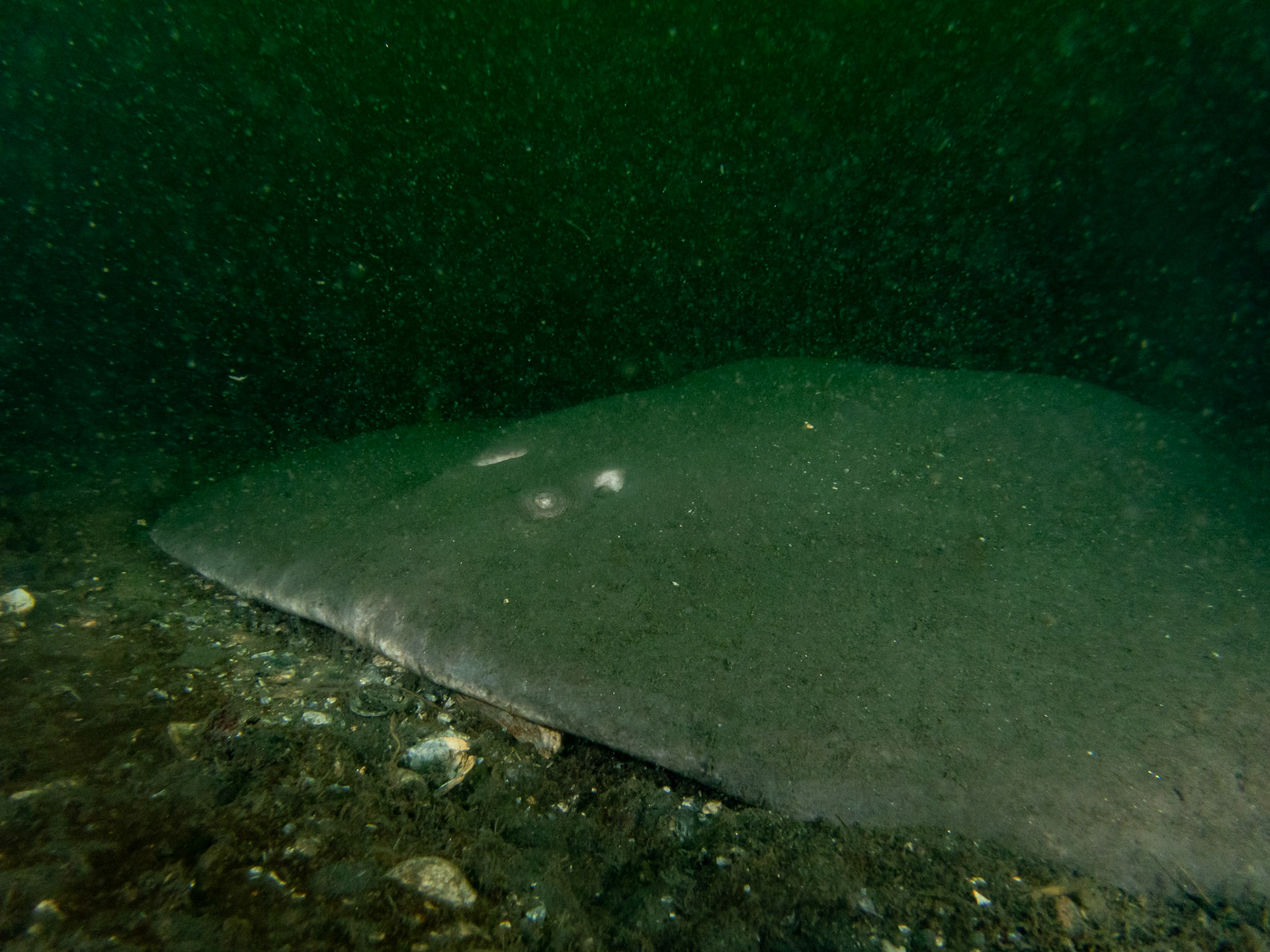 Gigantic atlantic torpedo