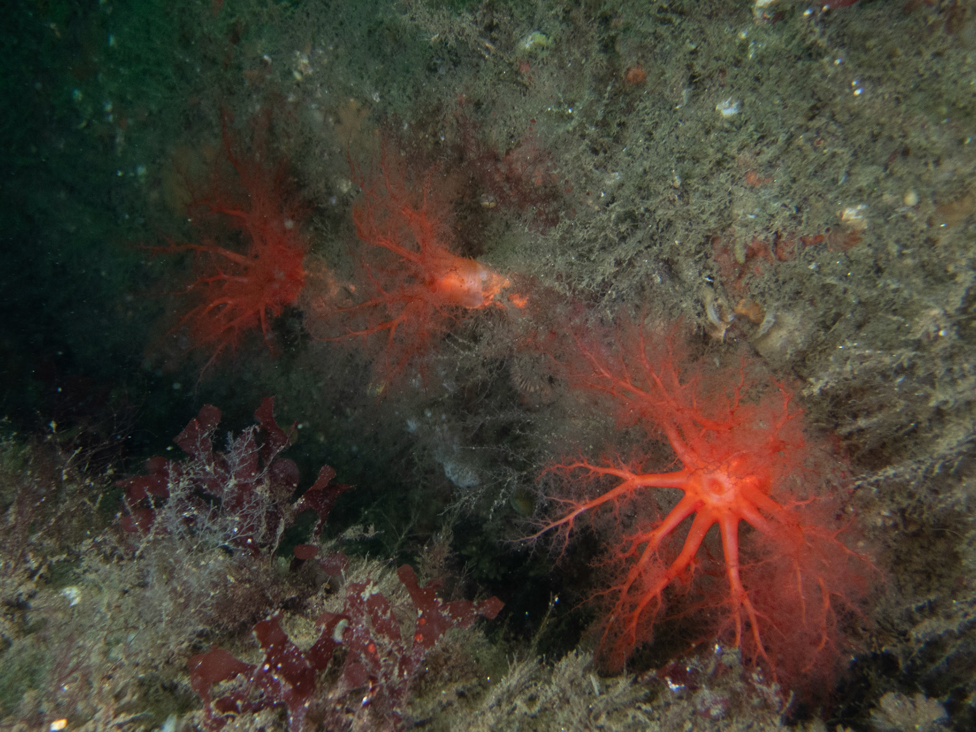 Several Scarlet Psolus