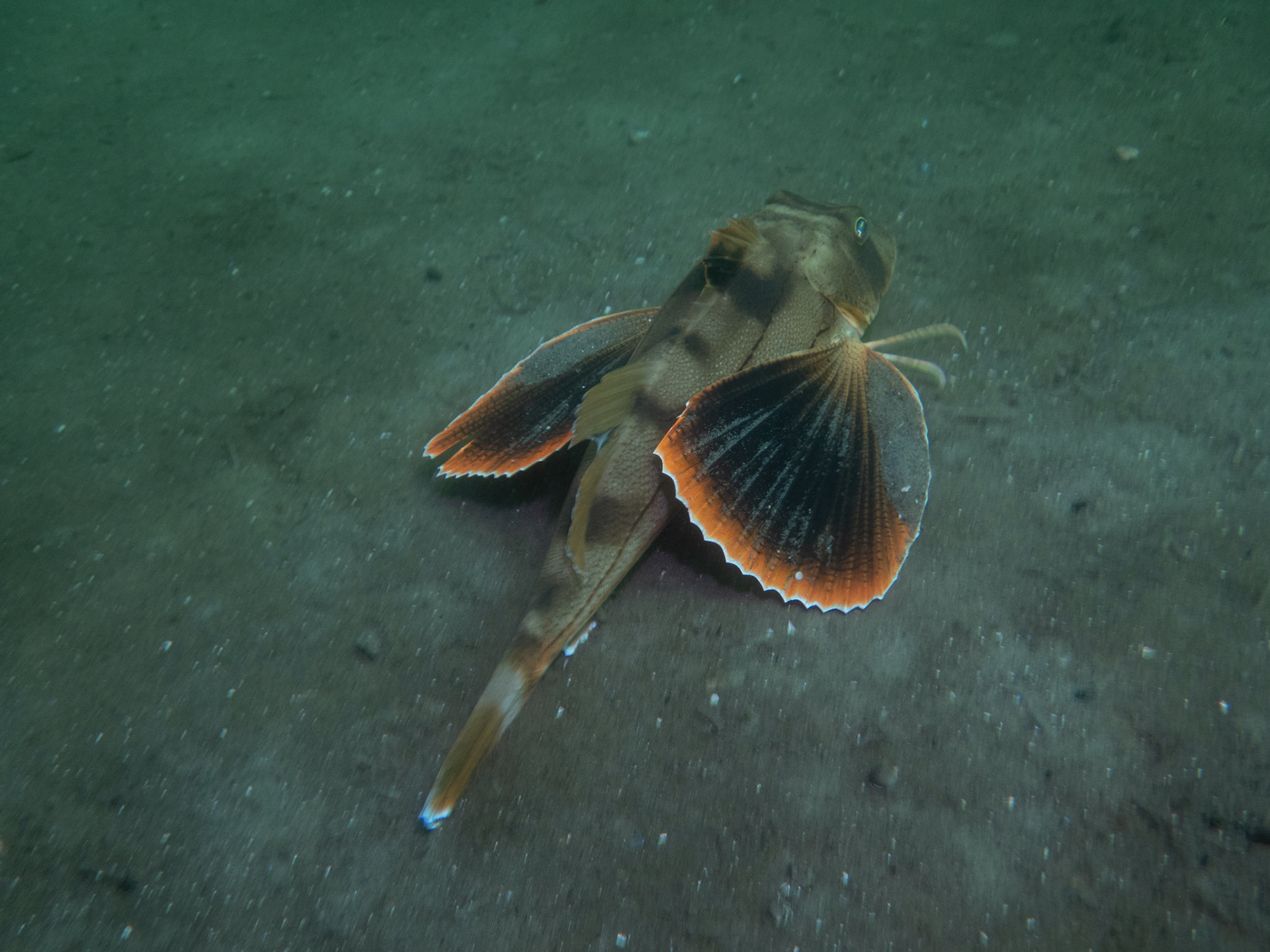 Sea robin in the sand