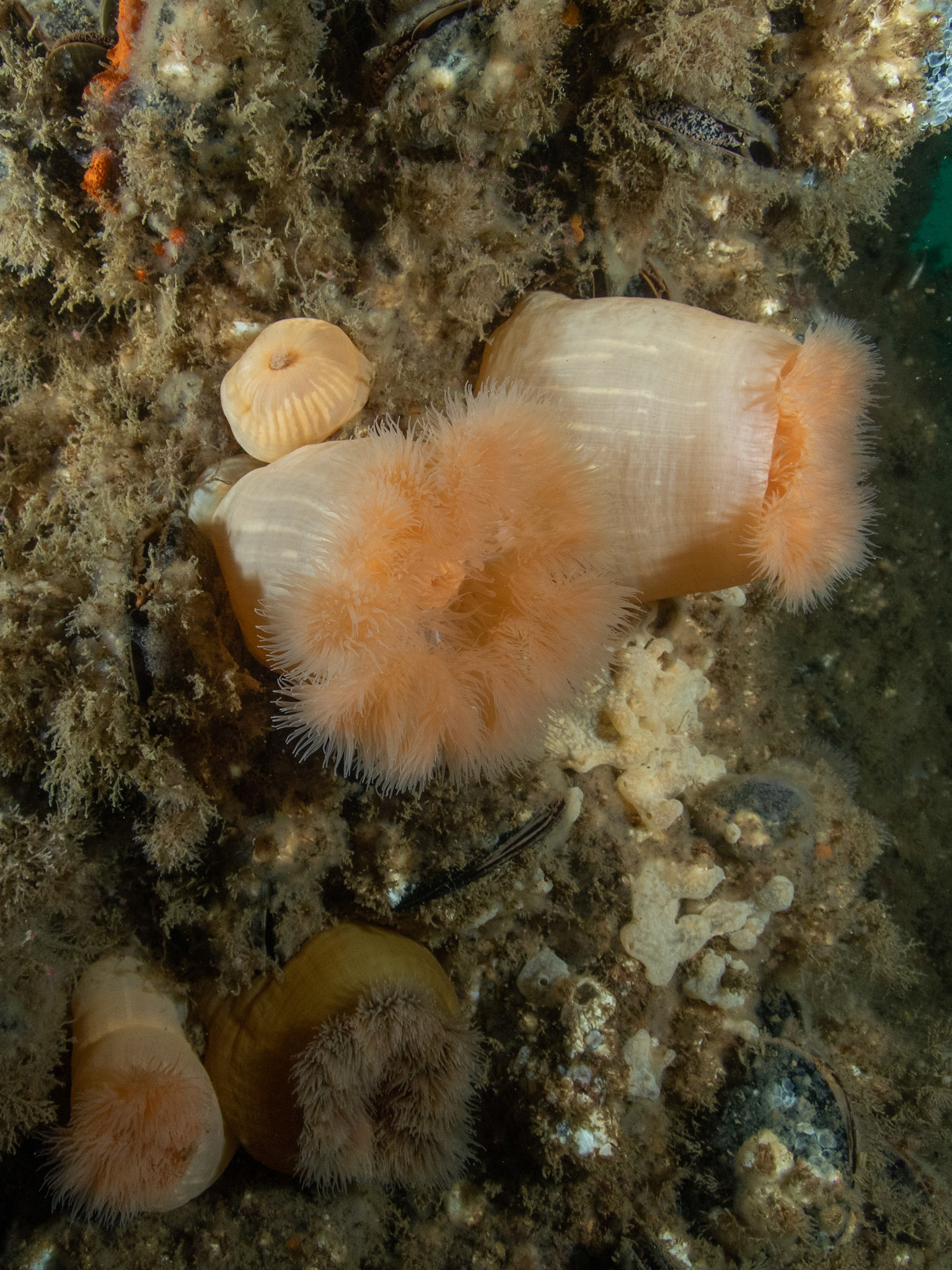 Frilled anemones in pink