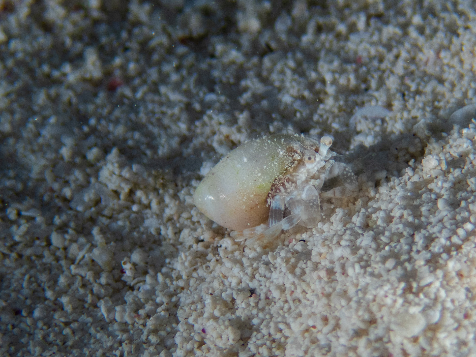 Tiny translucent hermit crab