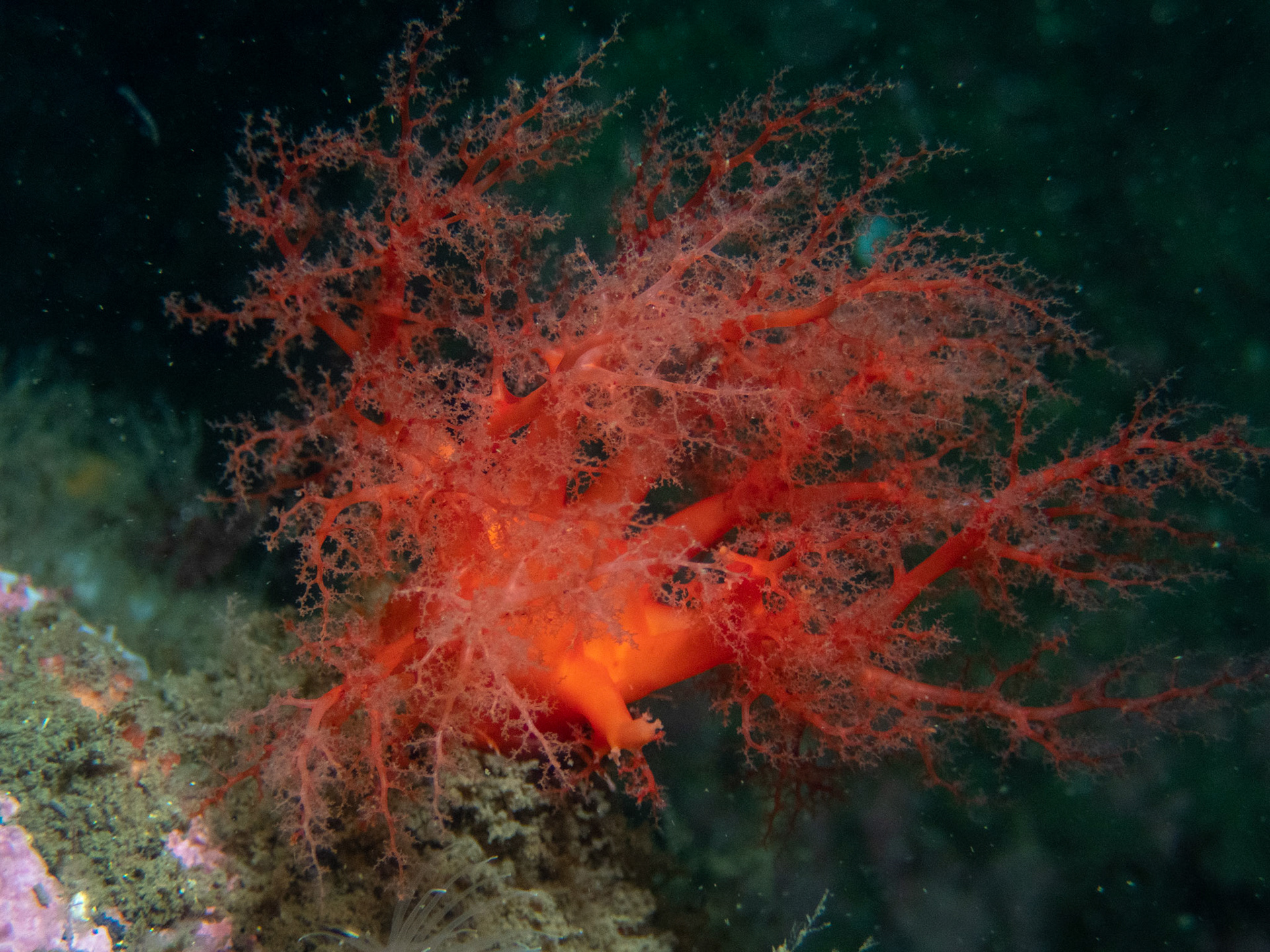 Scarlet Psolus