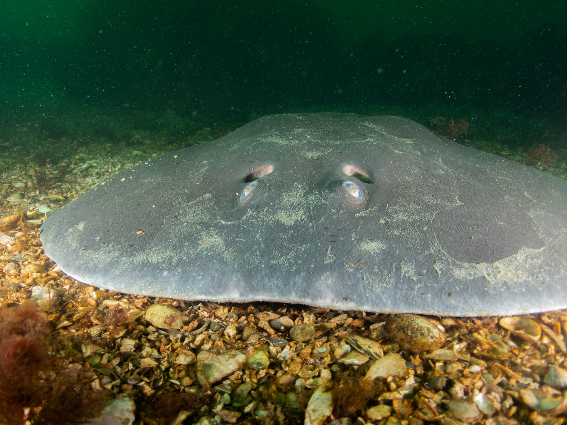 Atlantic Torpedo