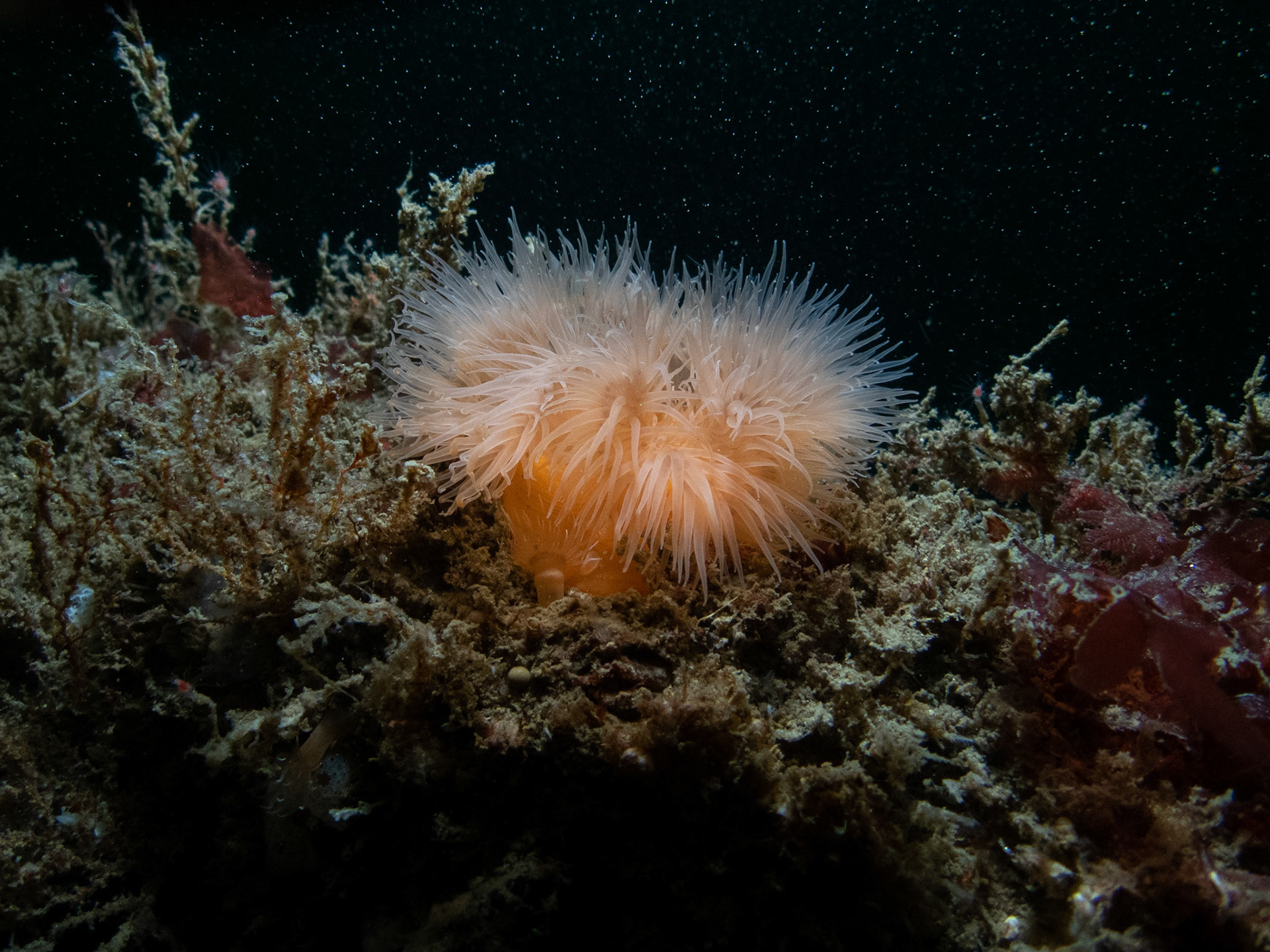 Frilled anemone