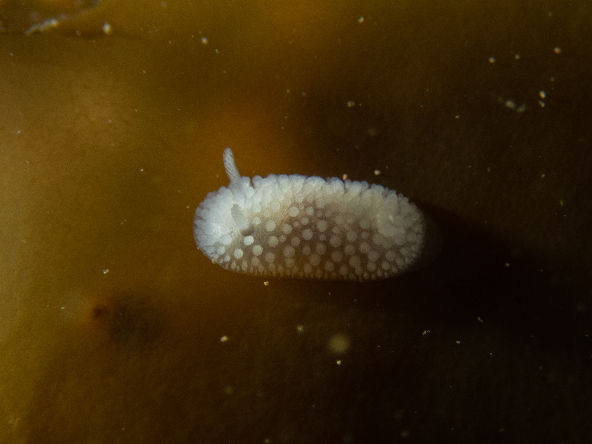 Onchidoris muricata