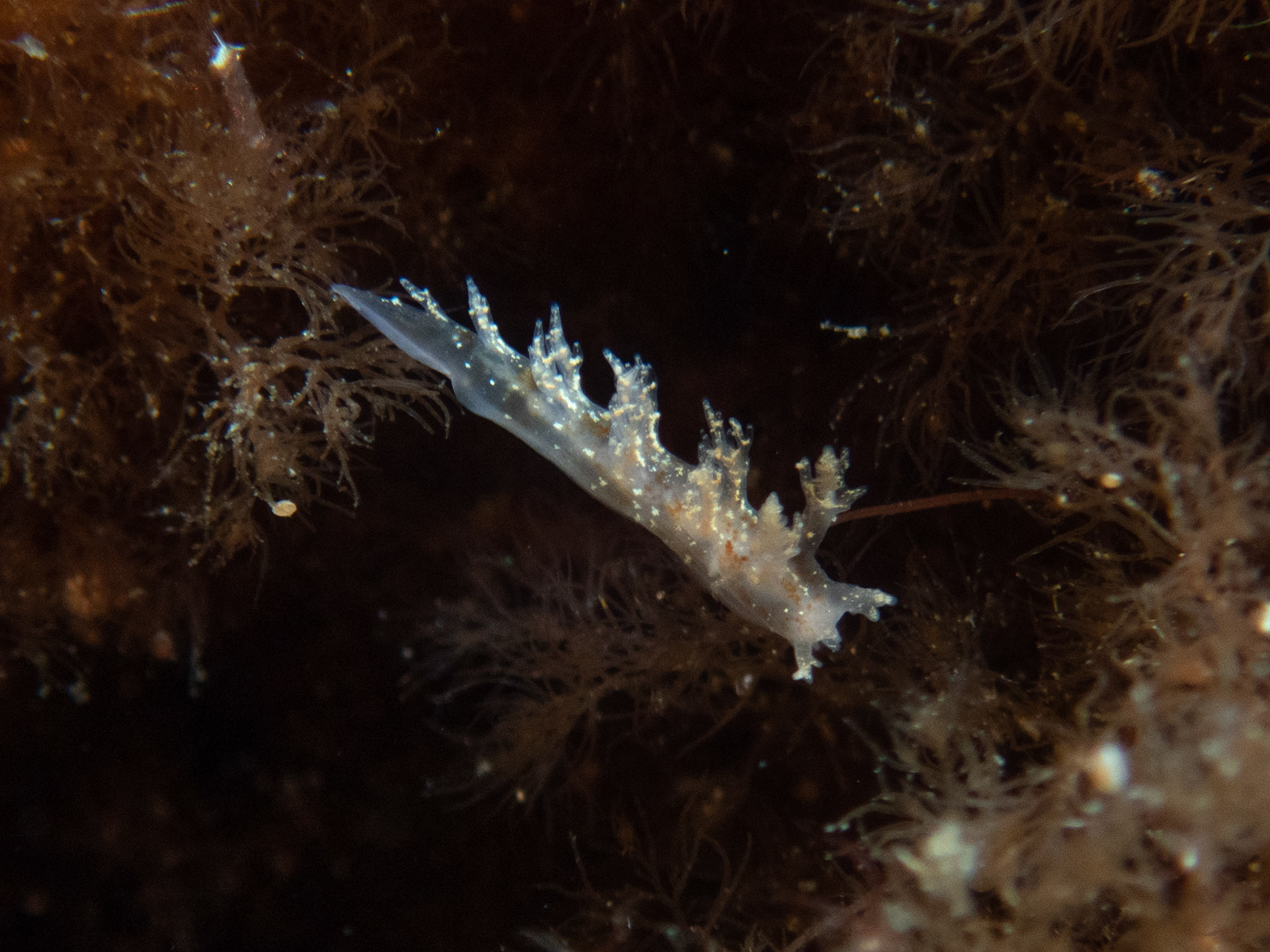Dendronotus frondosus
