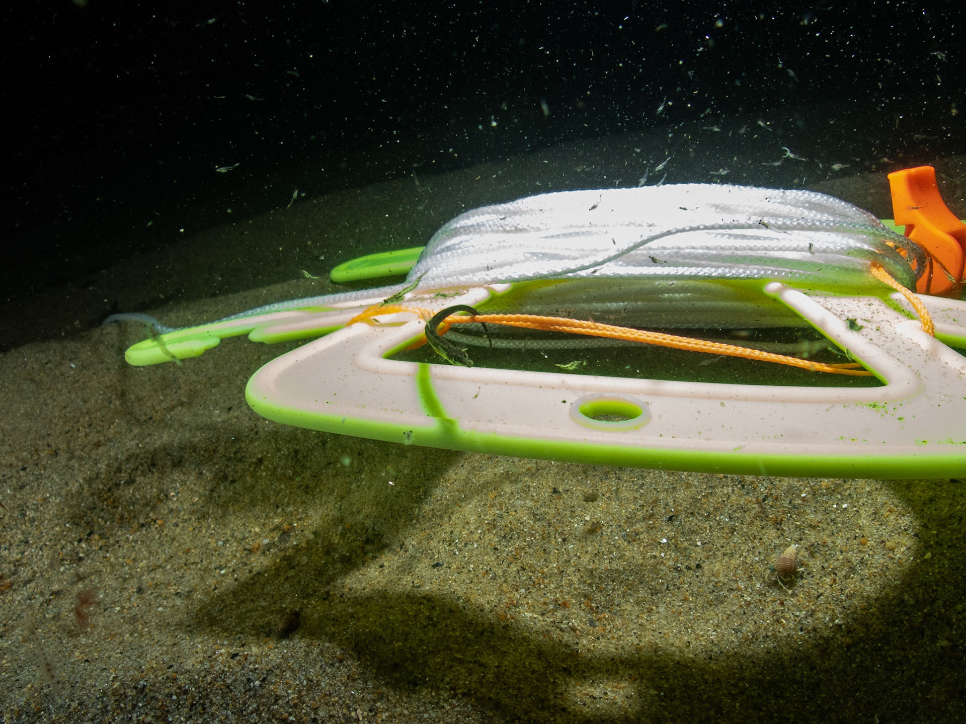 Pipefish exploring the strange landscape of my line holder