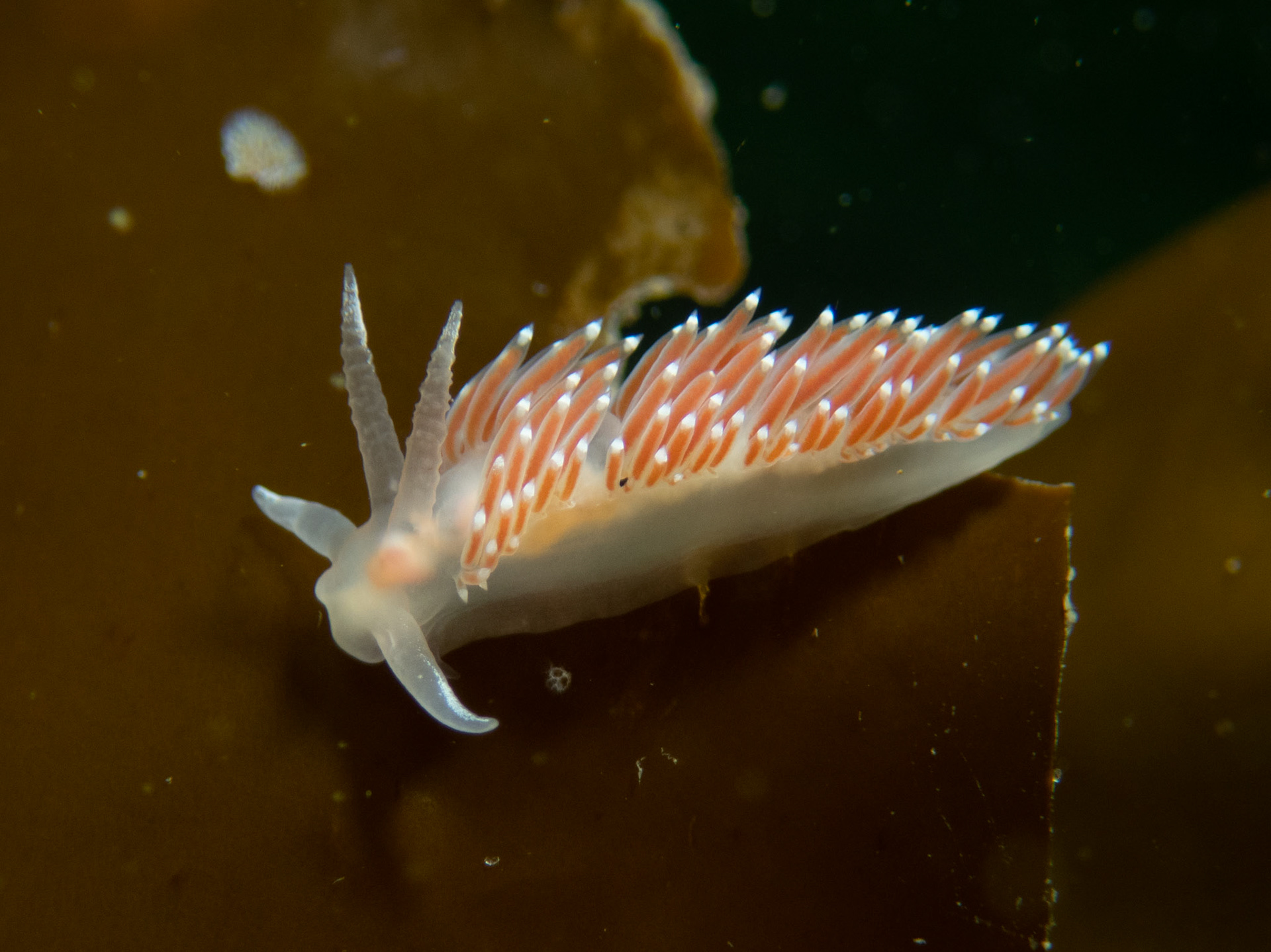 Flabellina verrucosa