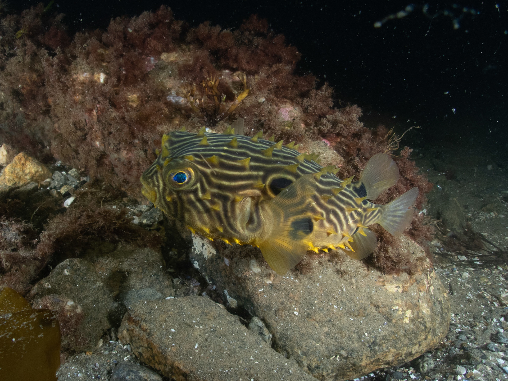 Spotted burrfish