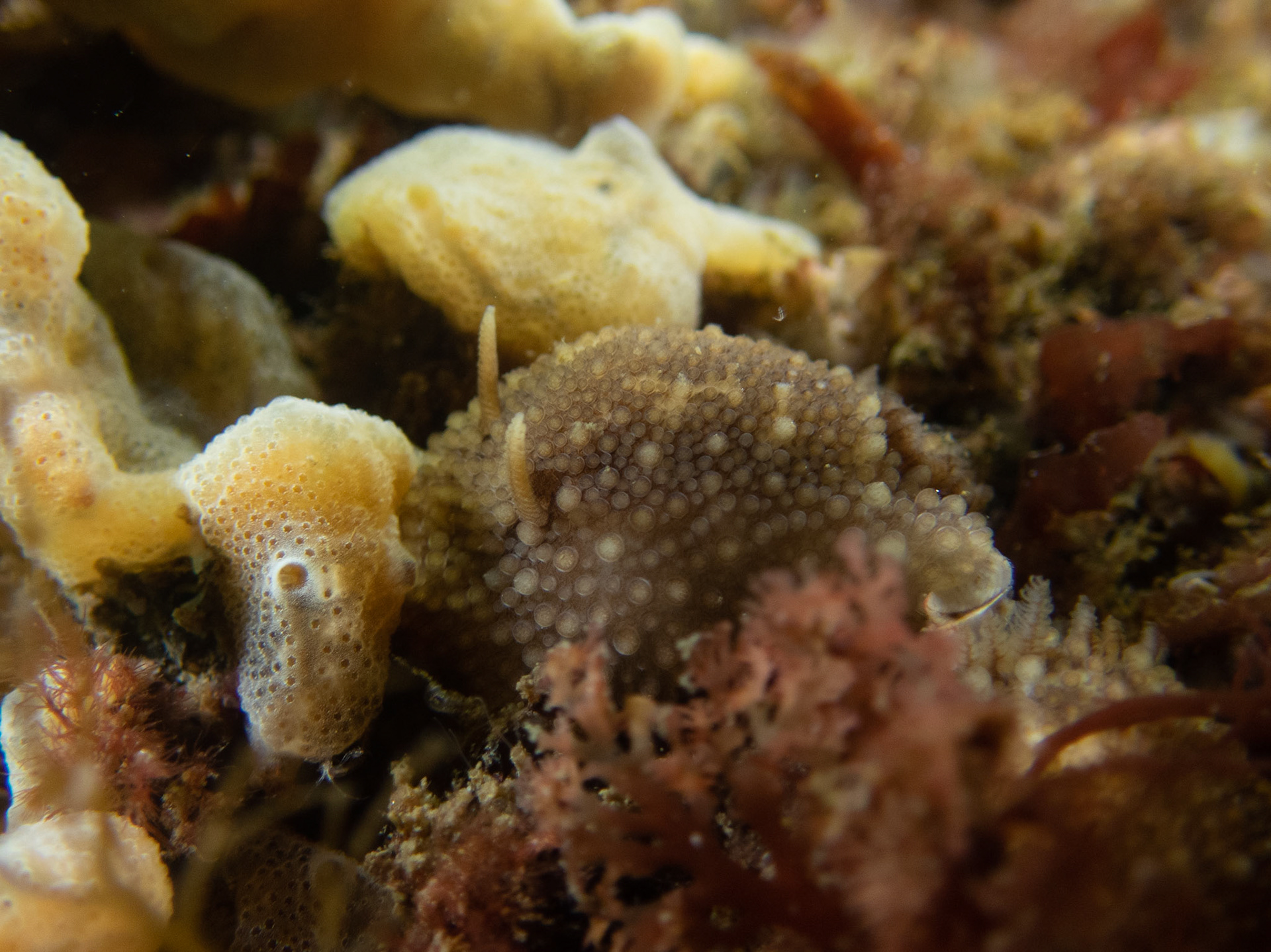 Onchidoris bilamellata