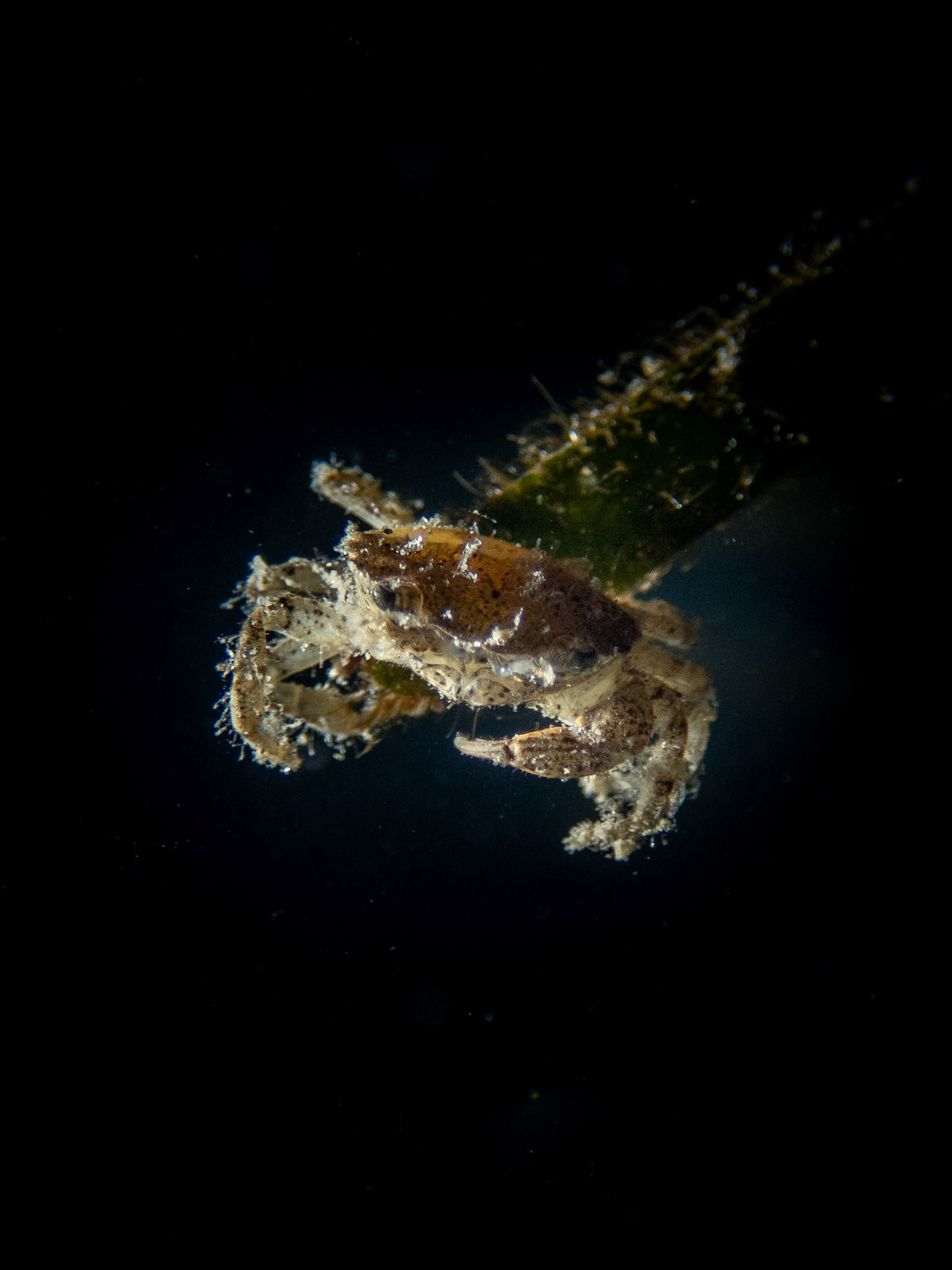 Tiny crab on the end of a piece of eel grass