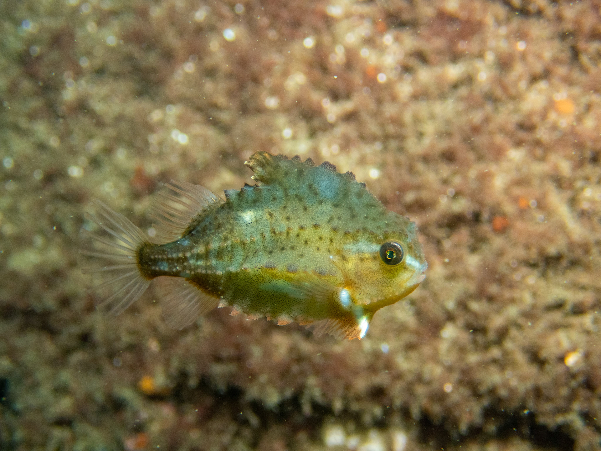 Lumpfish