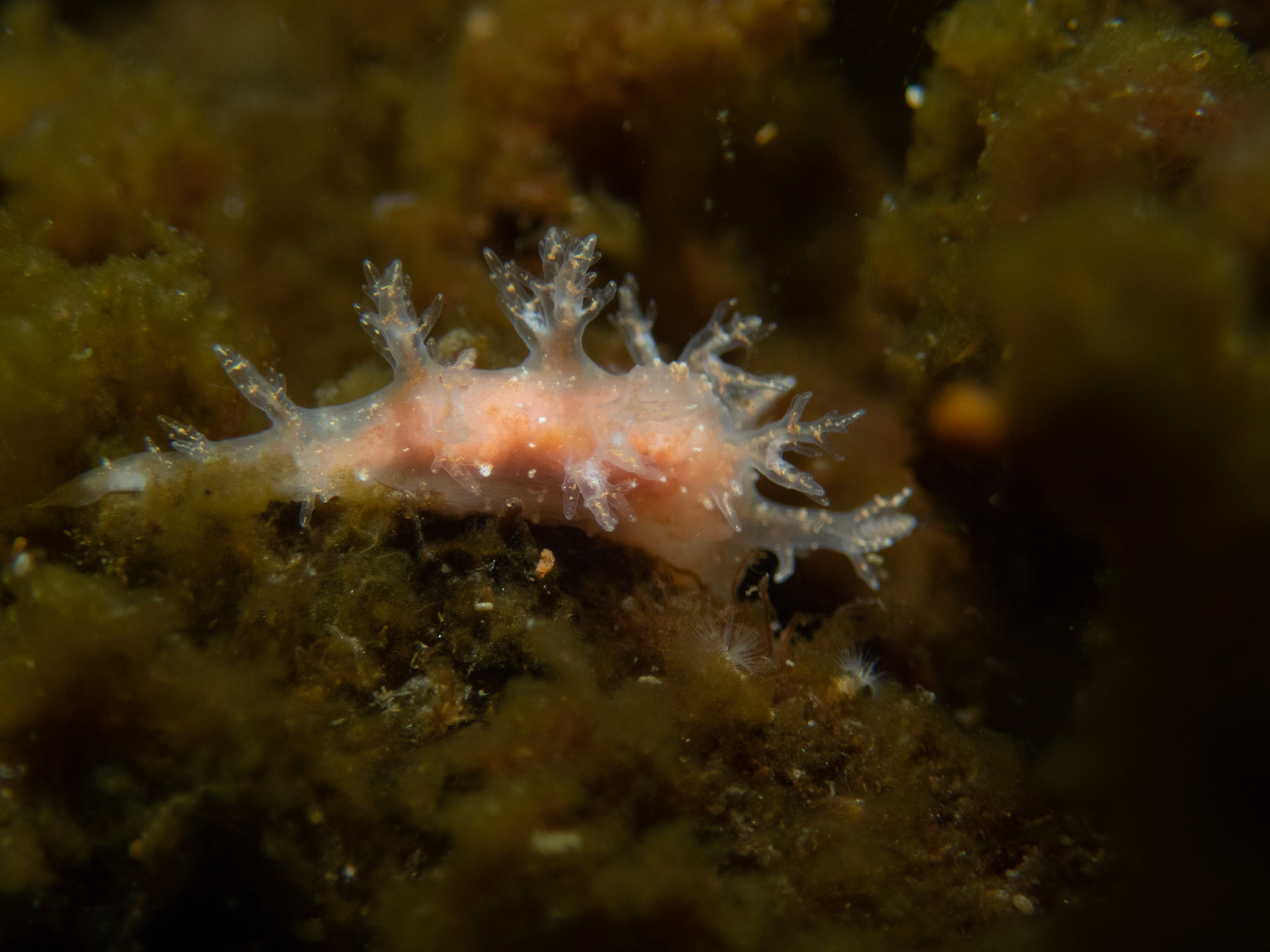 Dendronotus frondosus