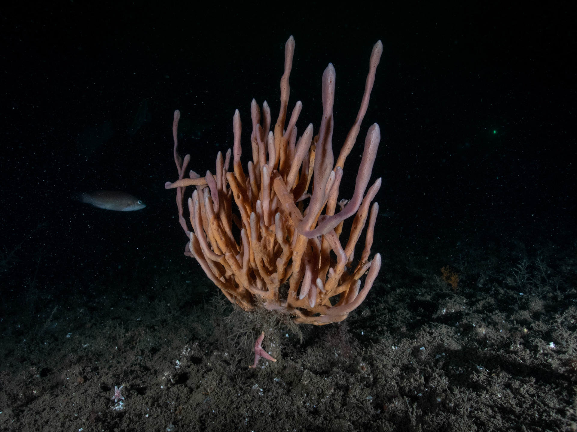Finger sponge