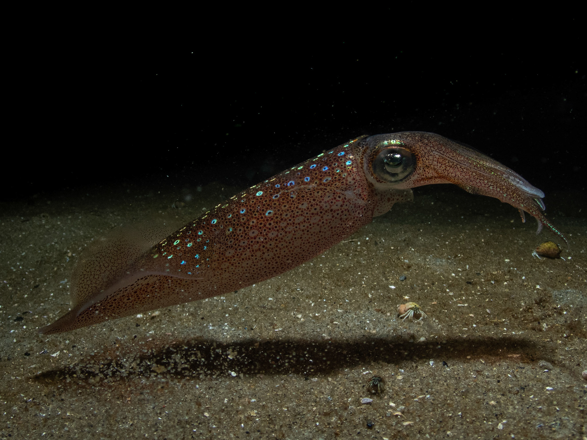 Squid practicing trim and buoyancy just above the sand