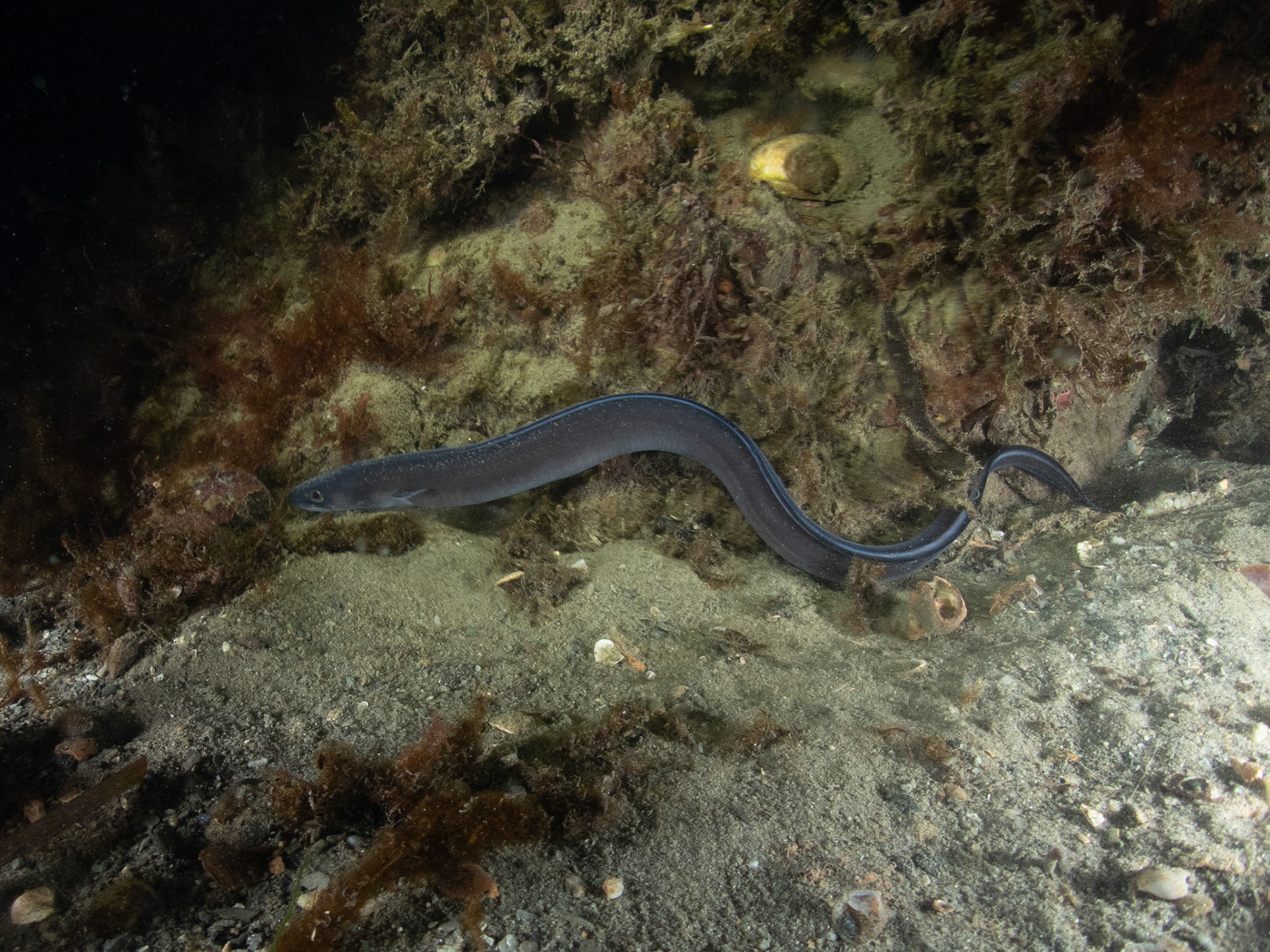 Conger eel