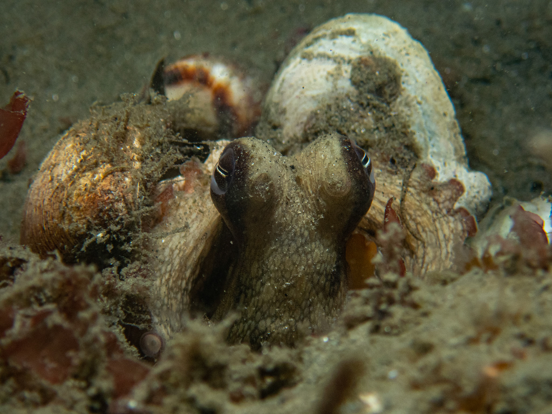 Tiny octopus peeking out