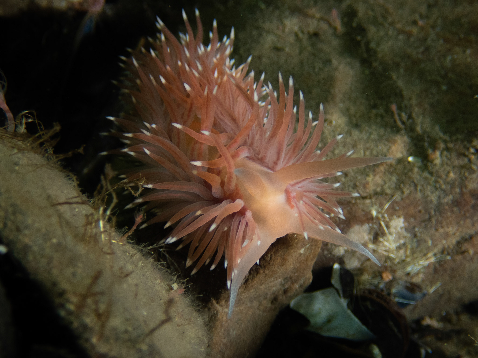Flabellina verilli