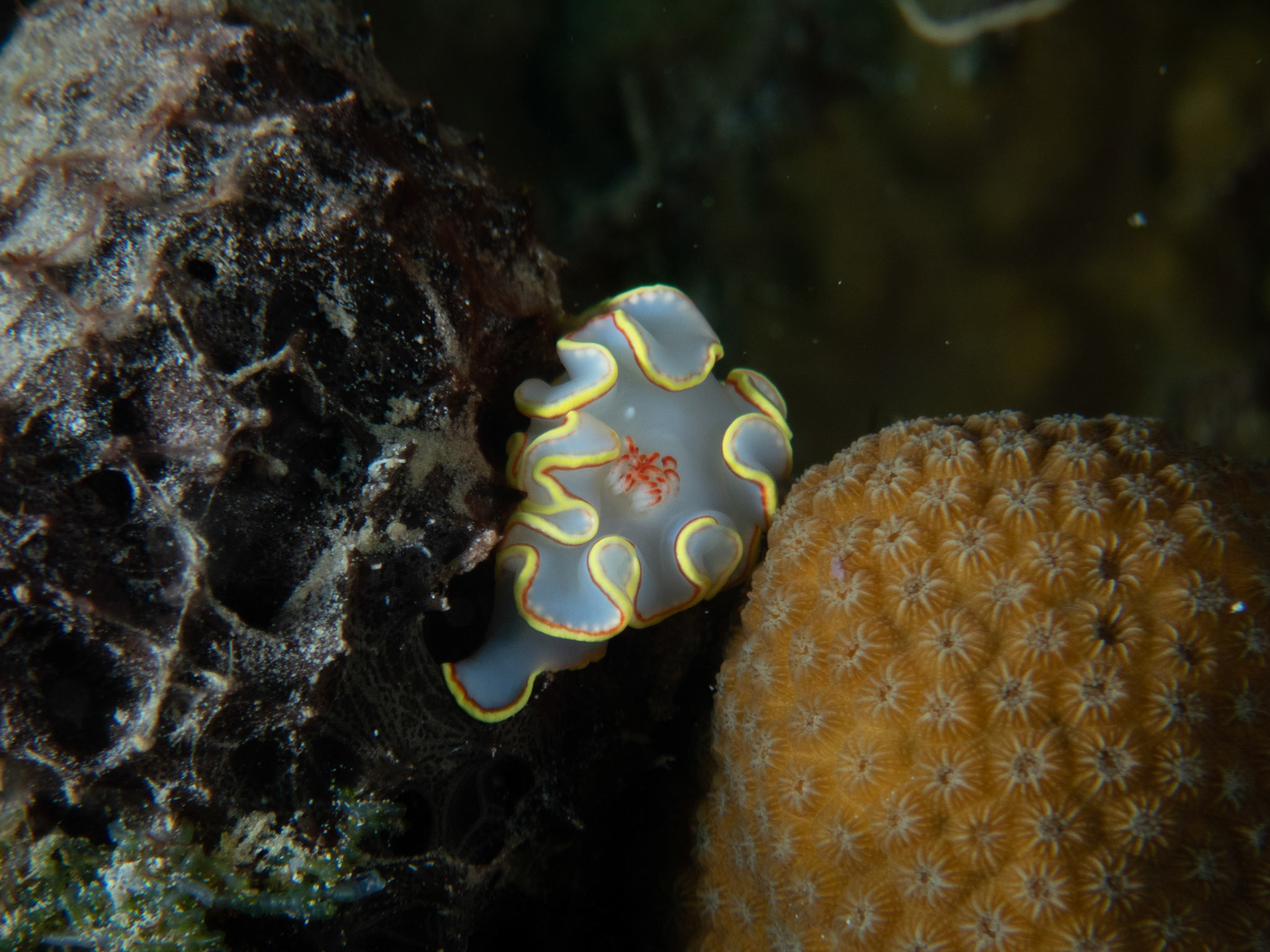 Red-tipped Sea Goddess nudibranch