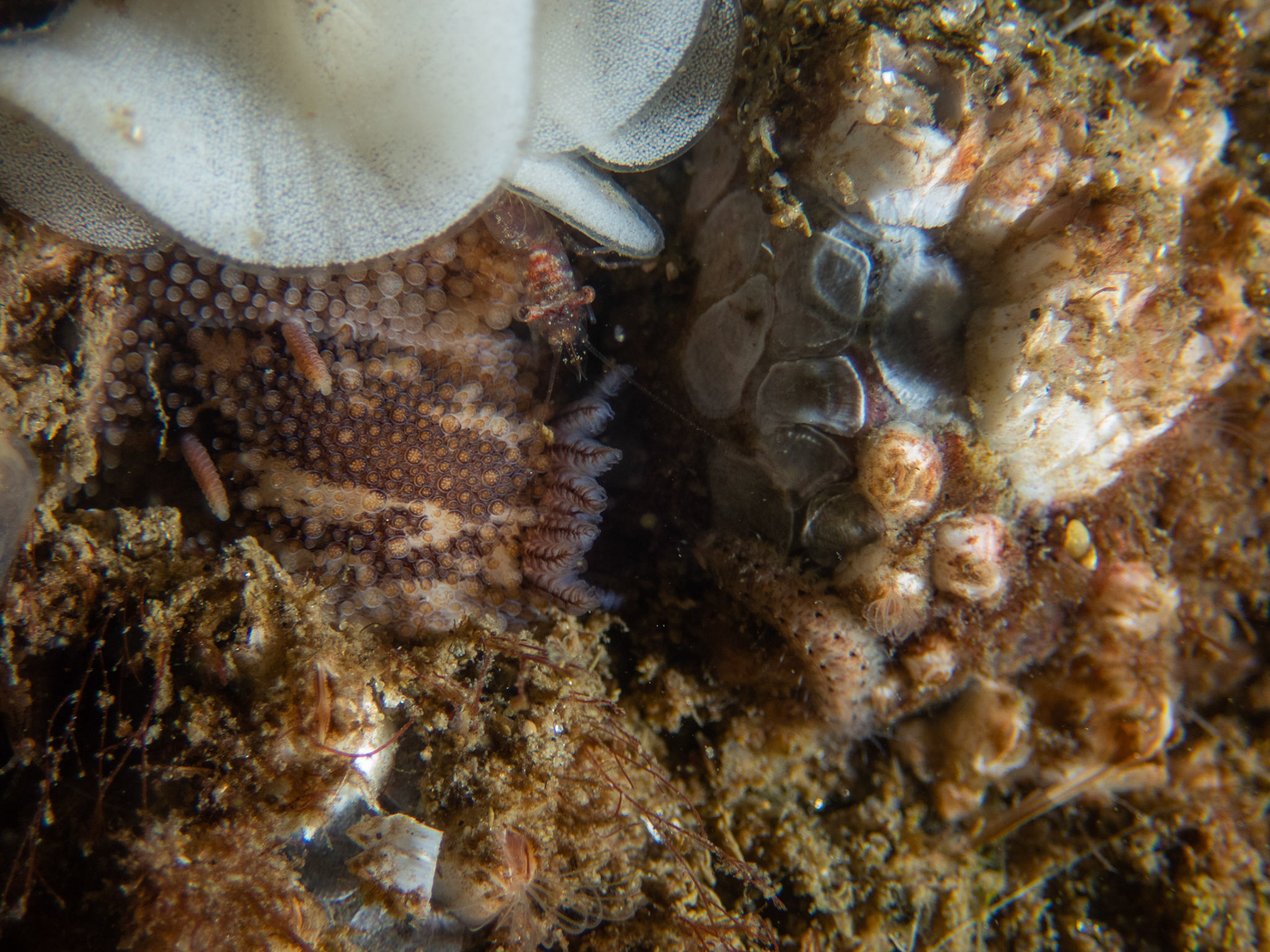 Busy little macro scene - Onchidoris billamellata and their eggs, a shrimp, and a worm