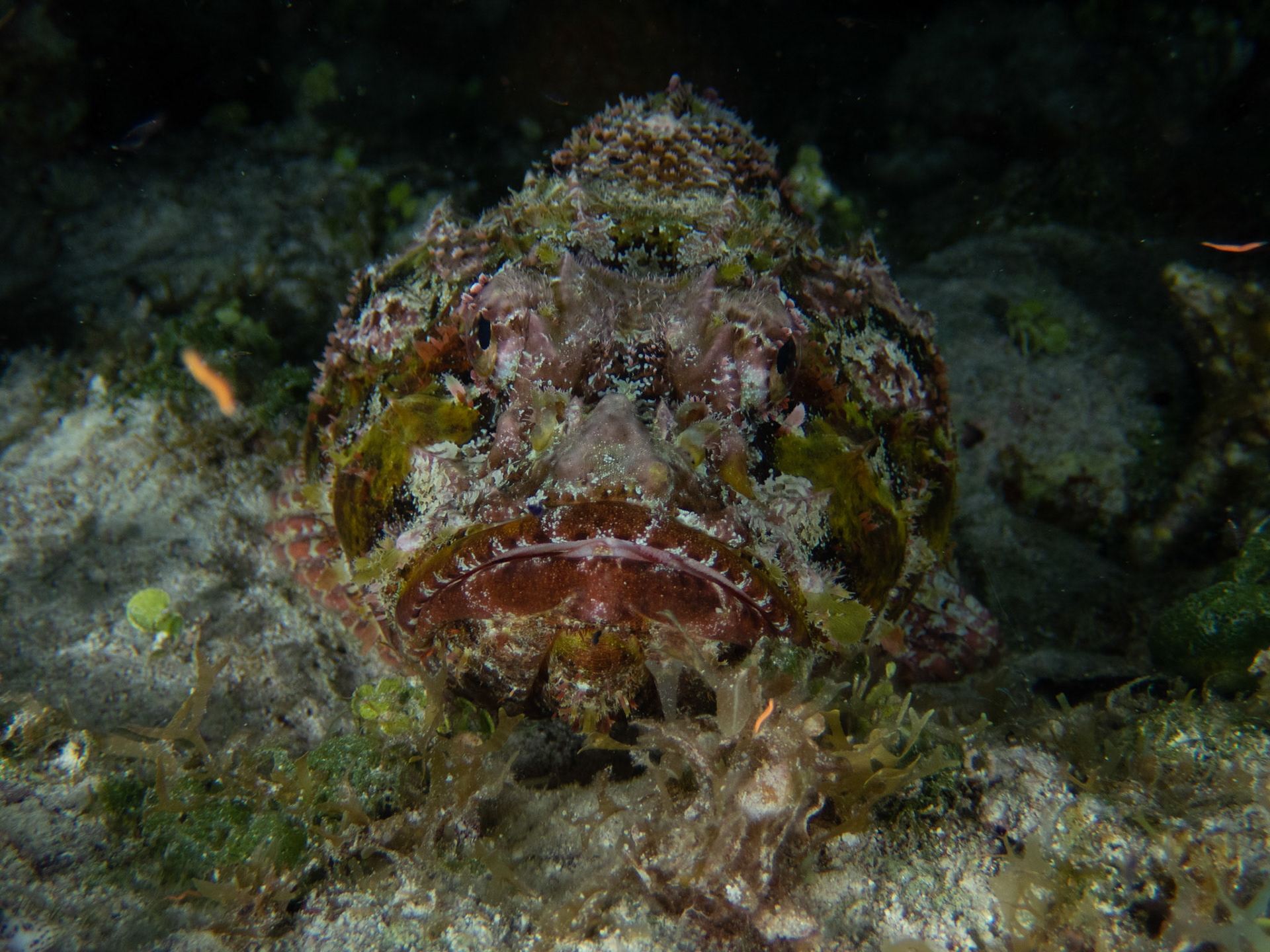 Spotted Scorpionfish