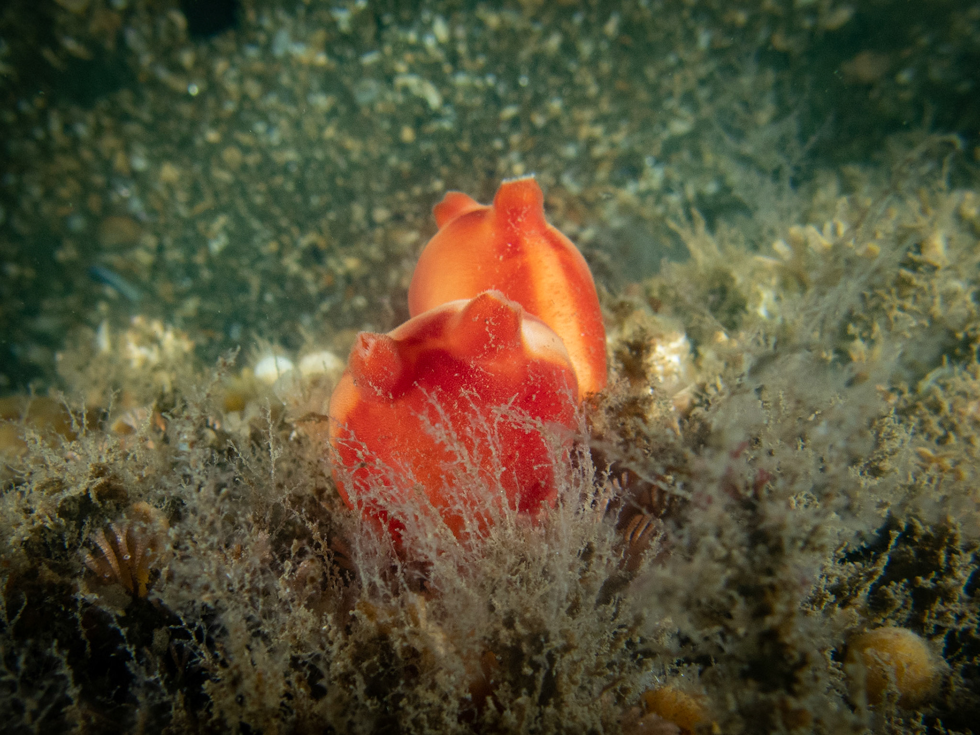 Sea peaches