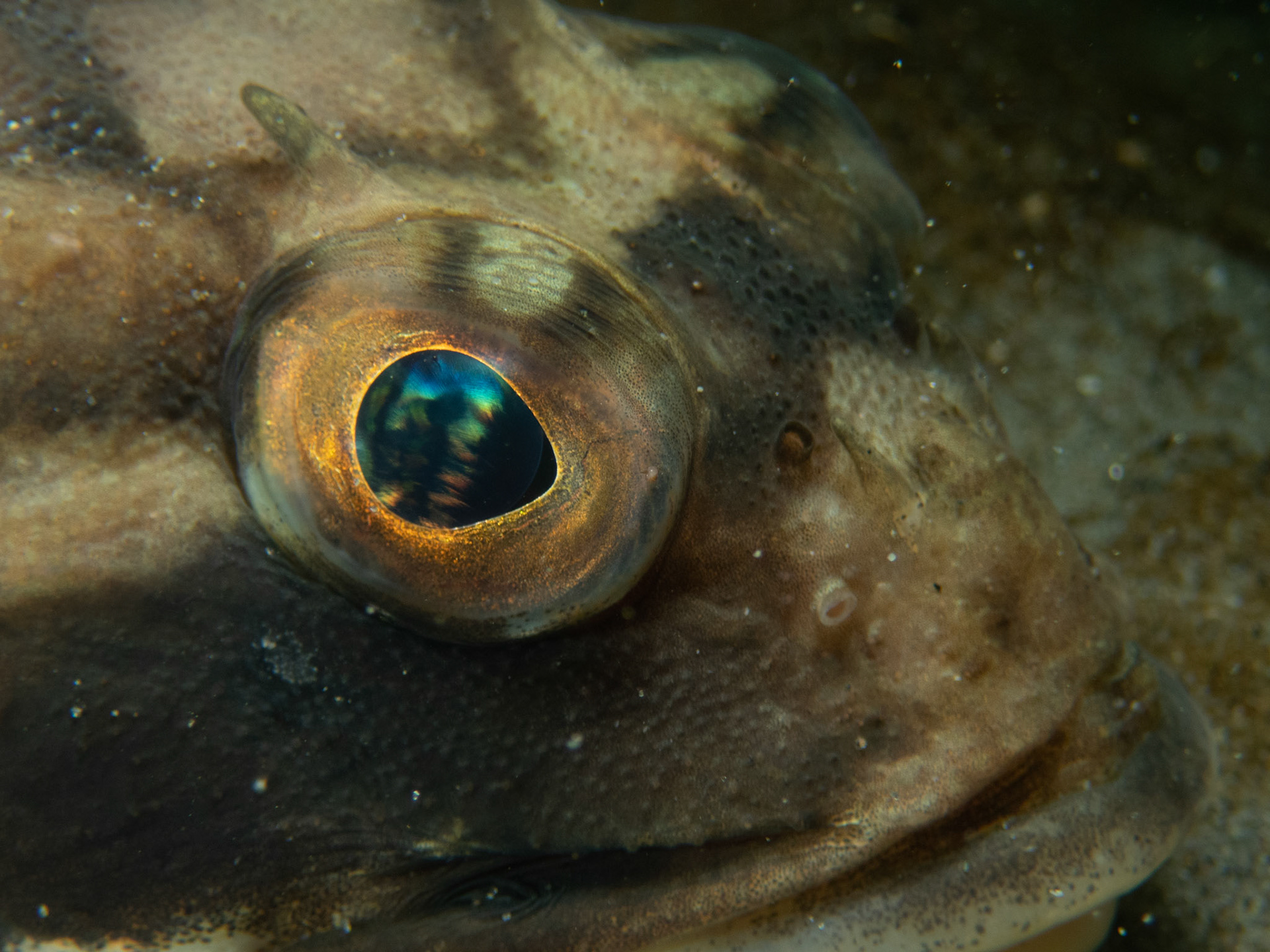 Sculpin with the diopter