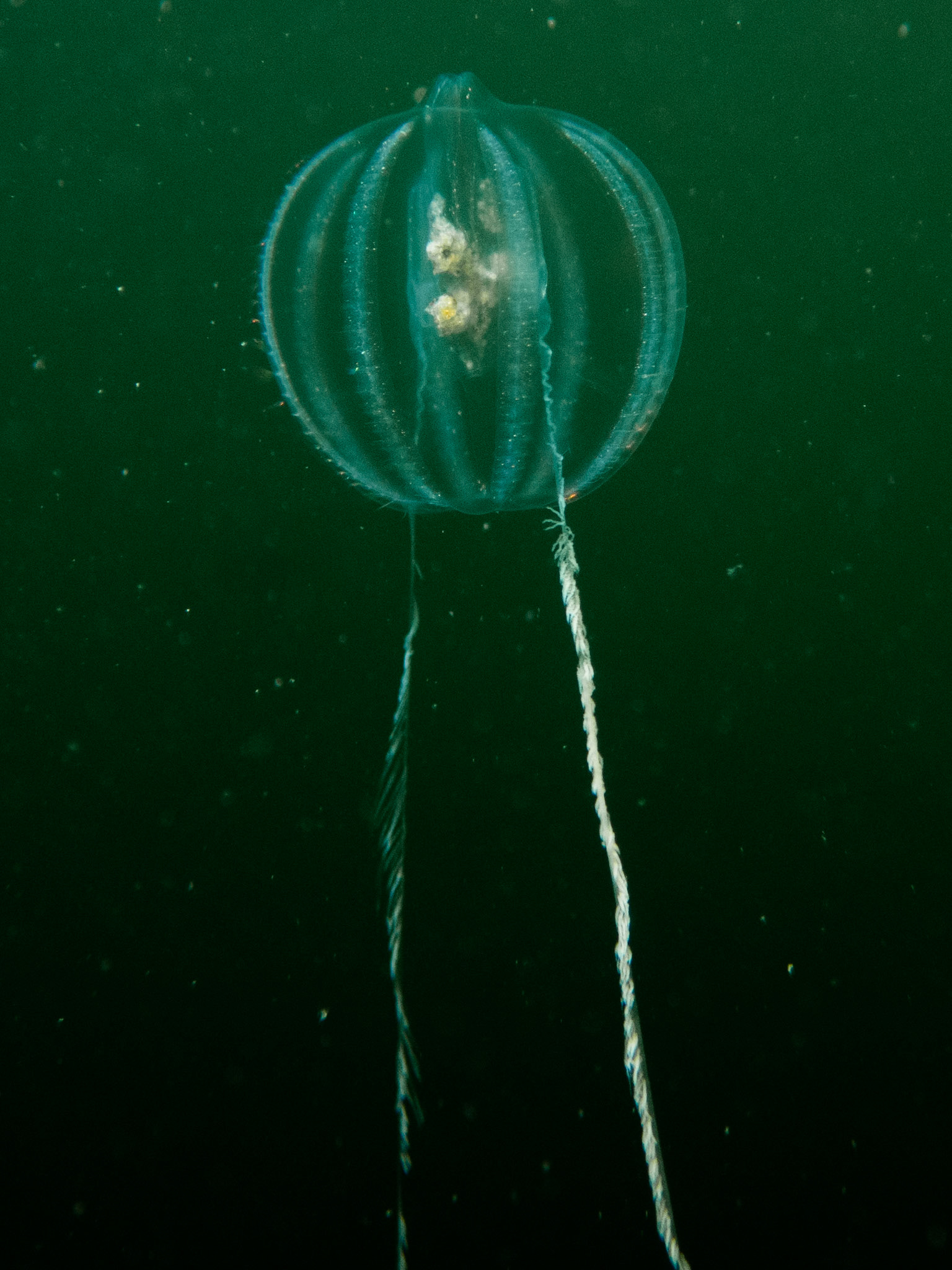 Sea gooseberry