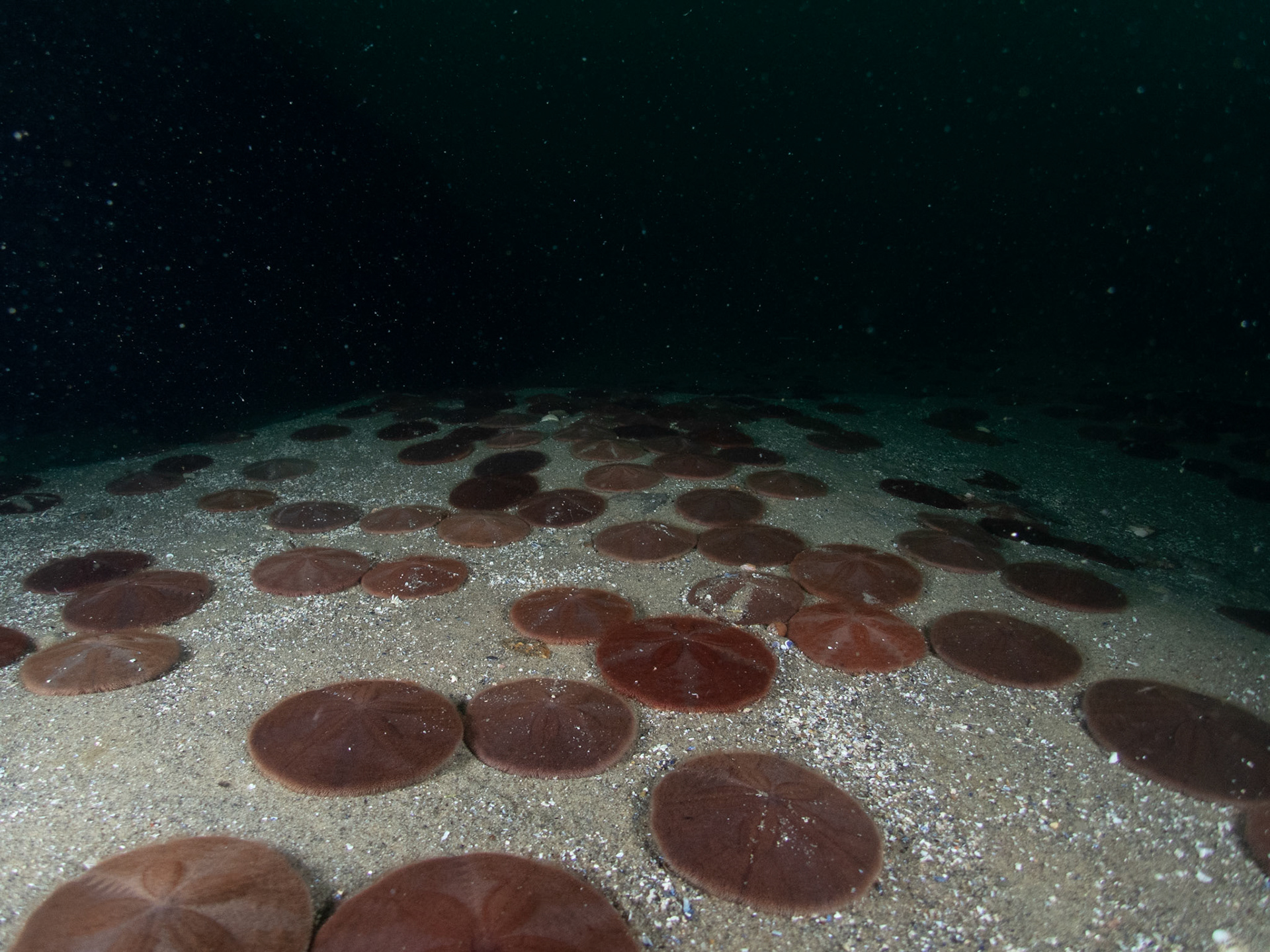 Field of sand dollars