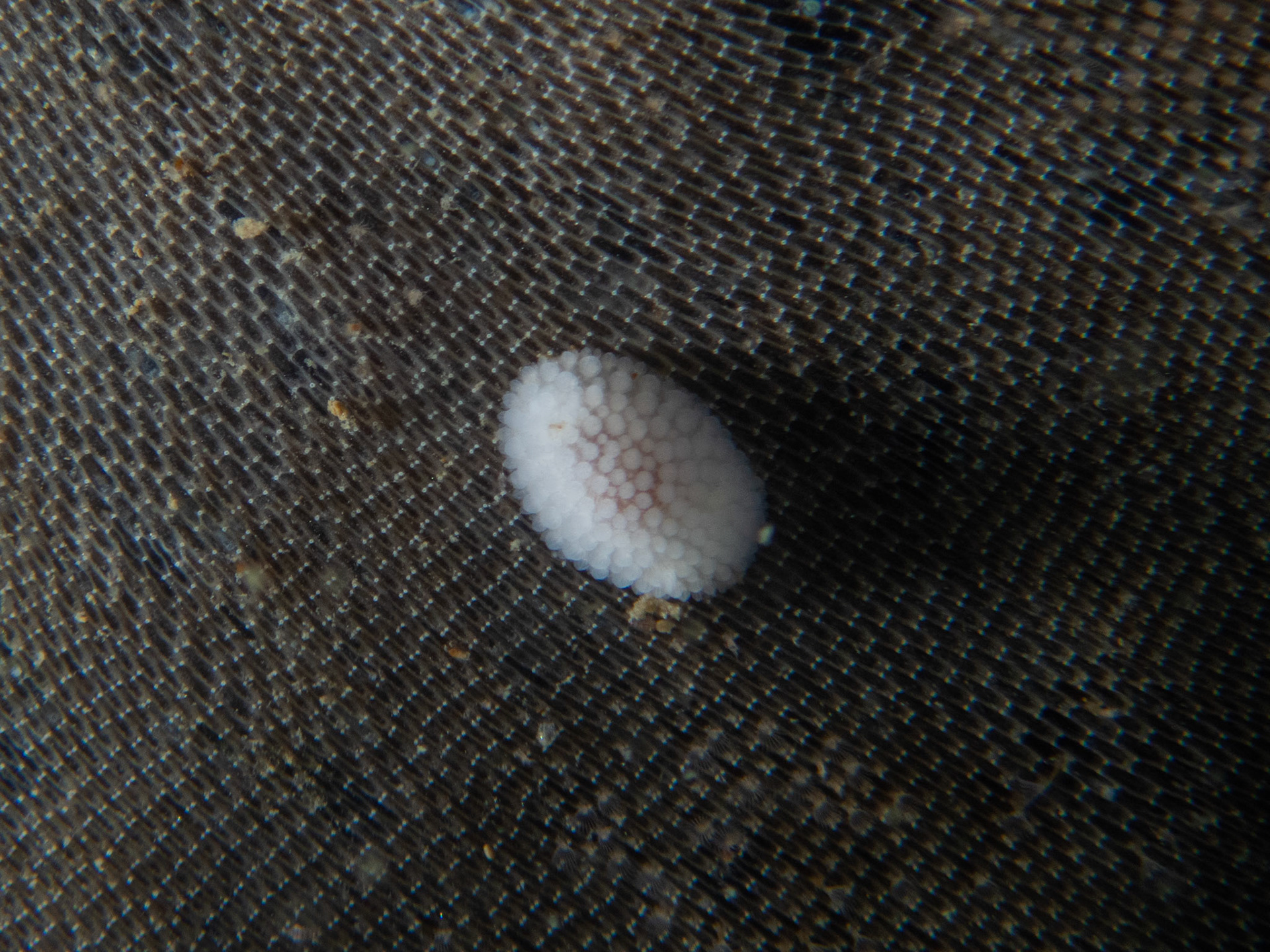 Tiny Adalaria proxima
