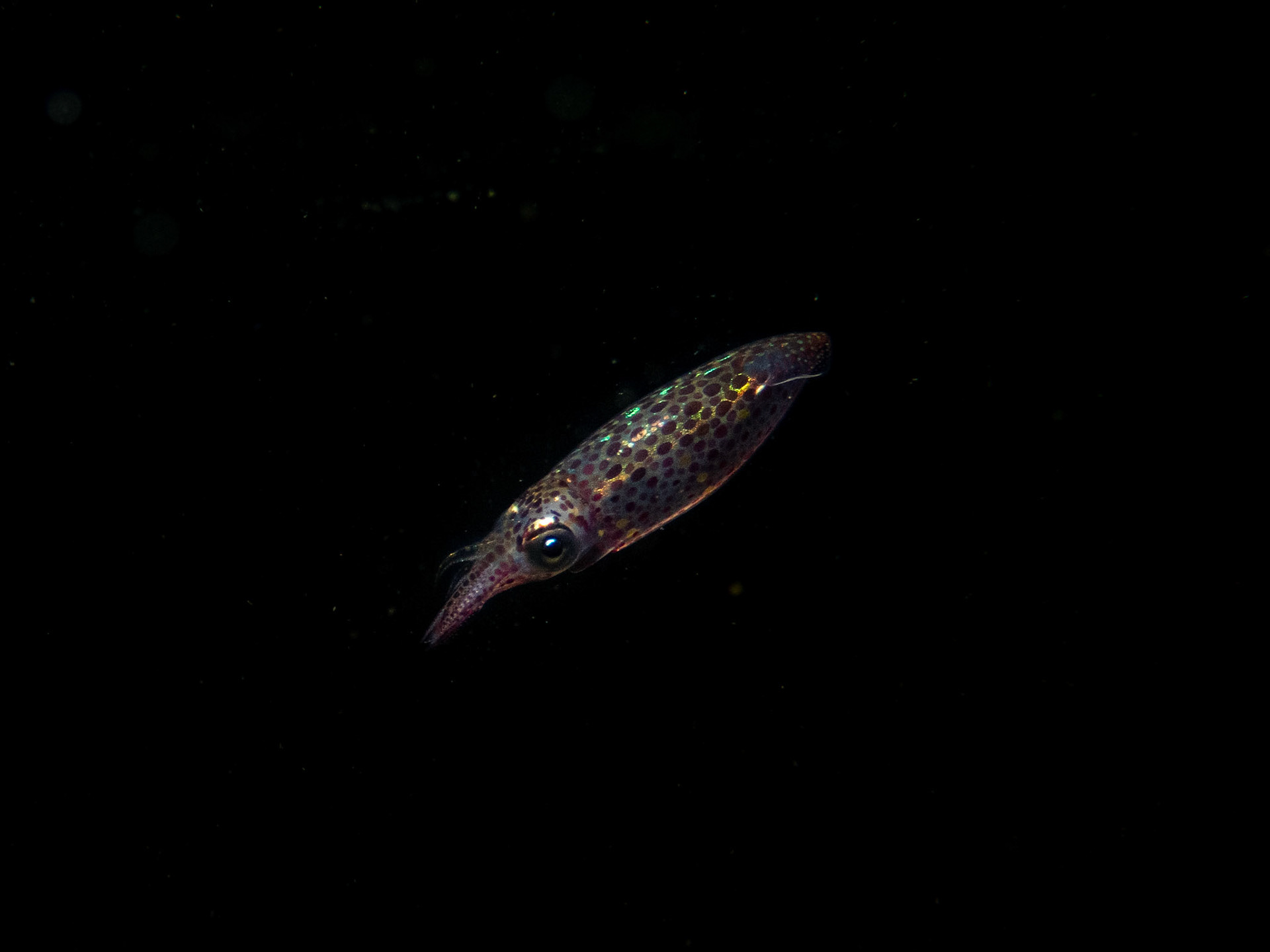 Little squid up in the water column