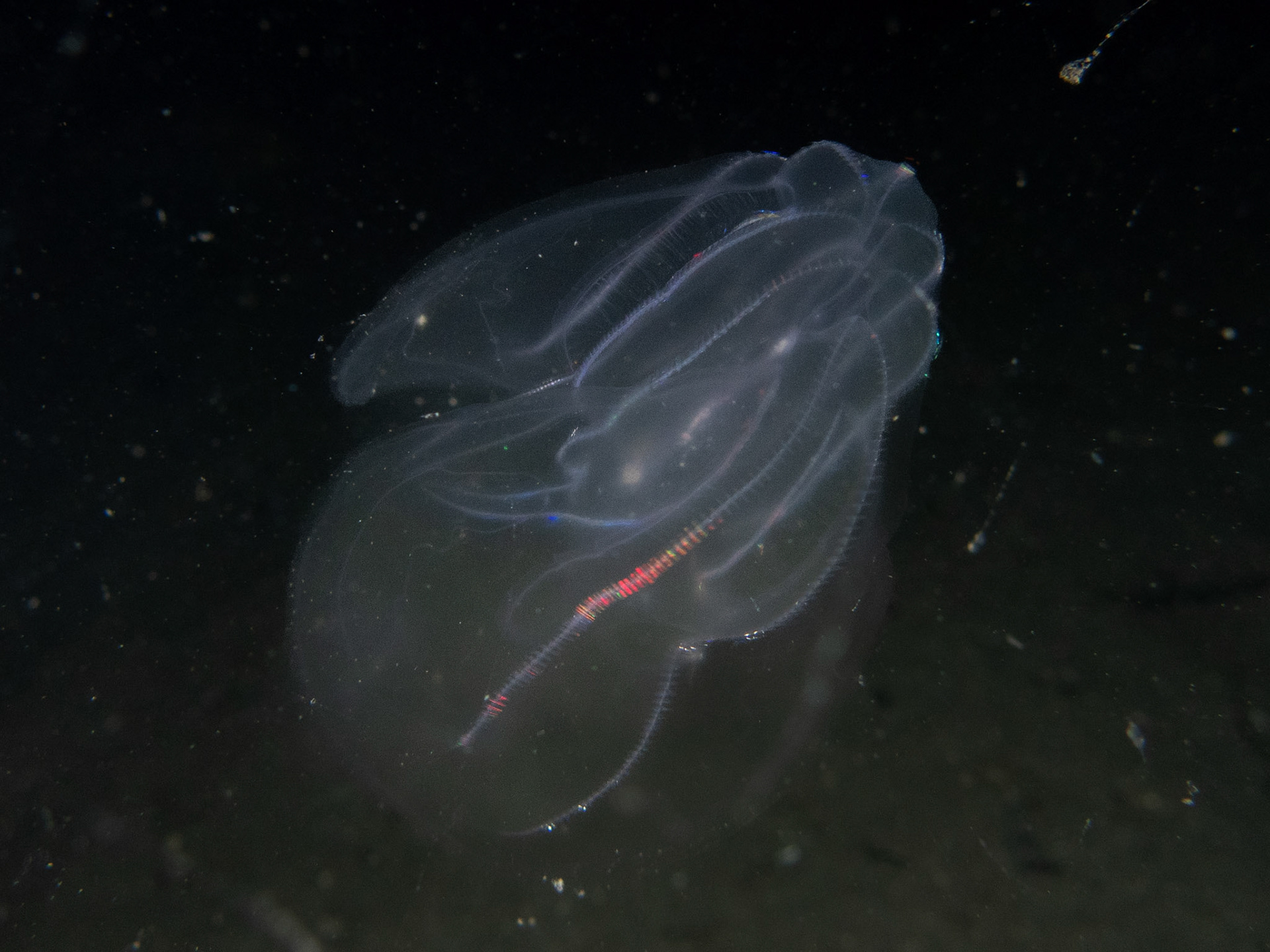 Comb jelly