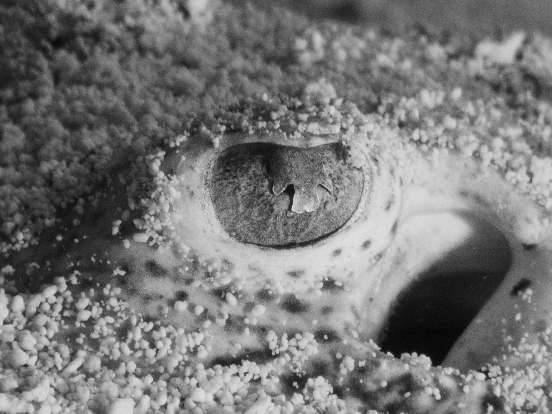Eye of a yellow stingray