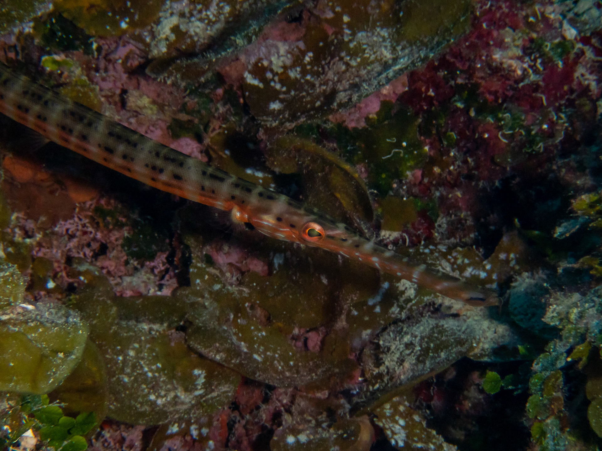 Trumpetfish