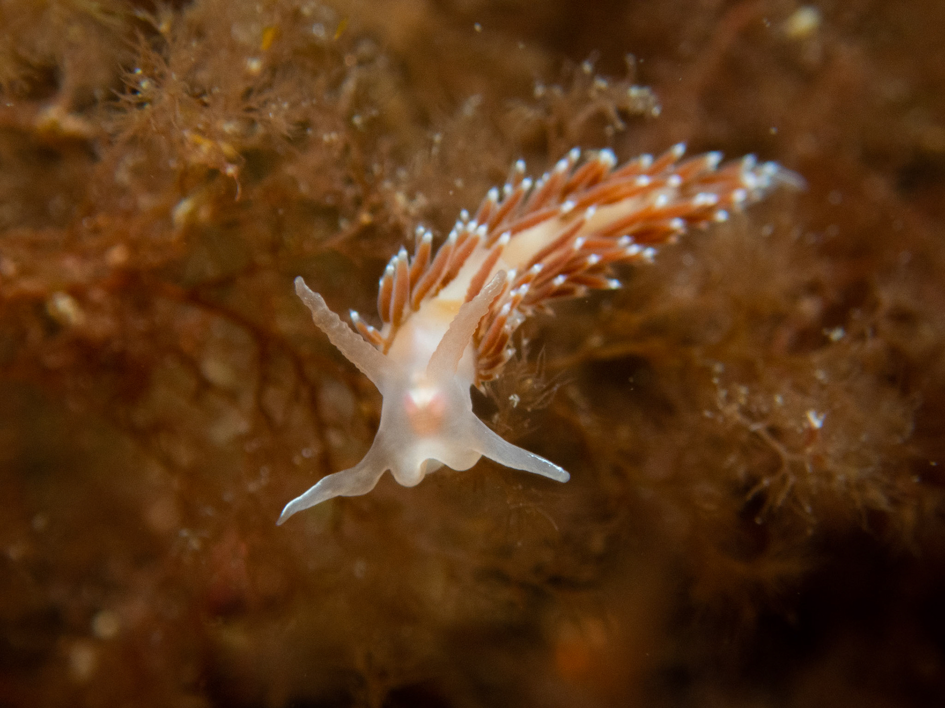 Flabellina verrucosa