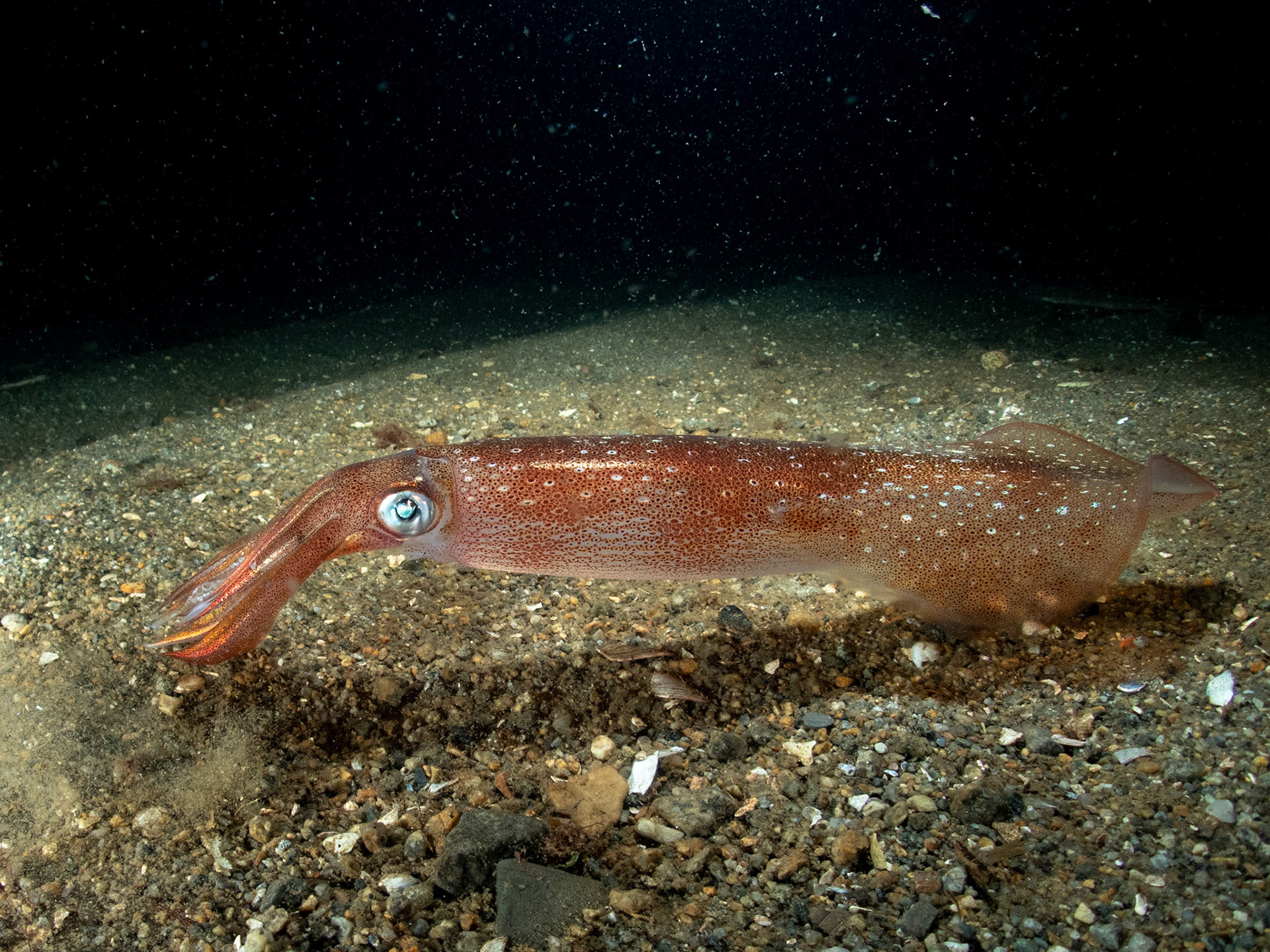 Long longfin squid