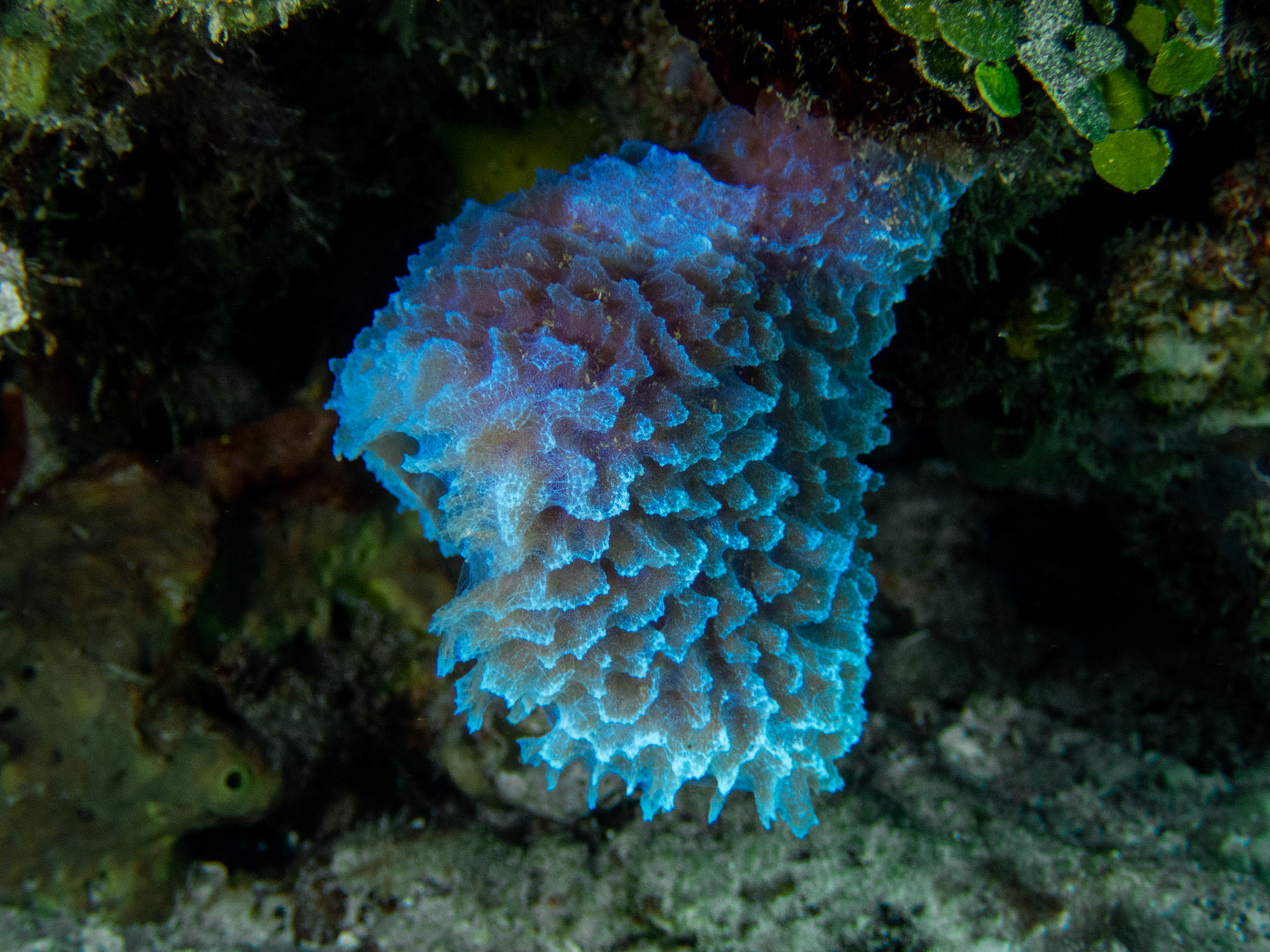 Azure Vase Sponge