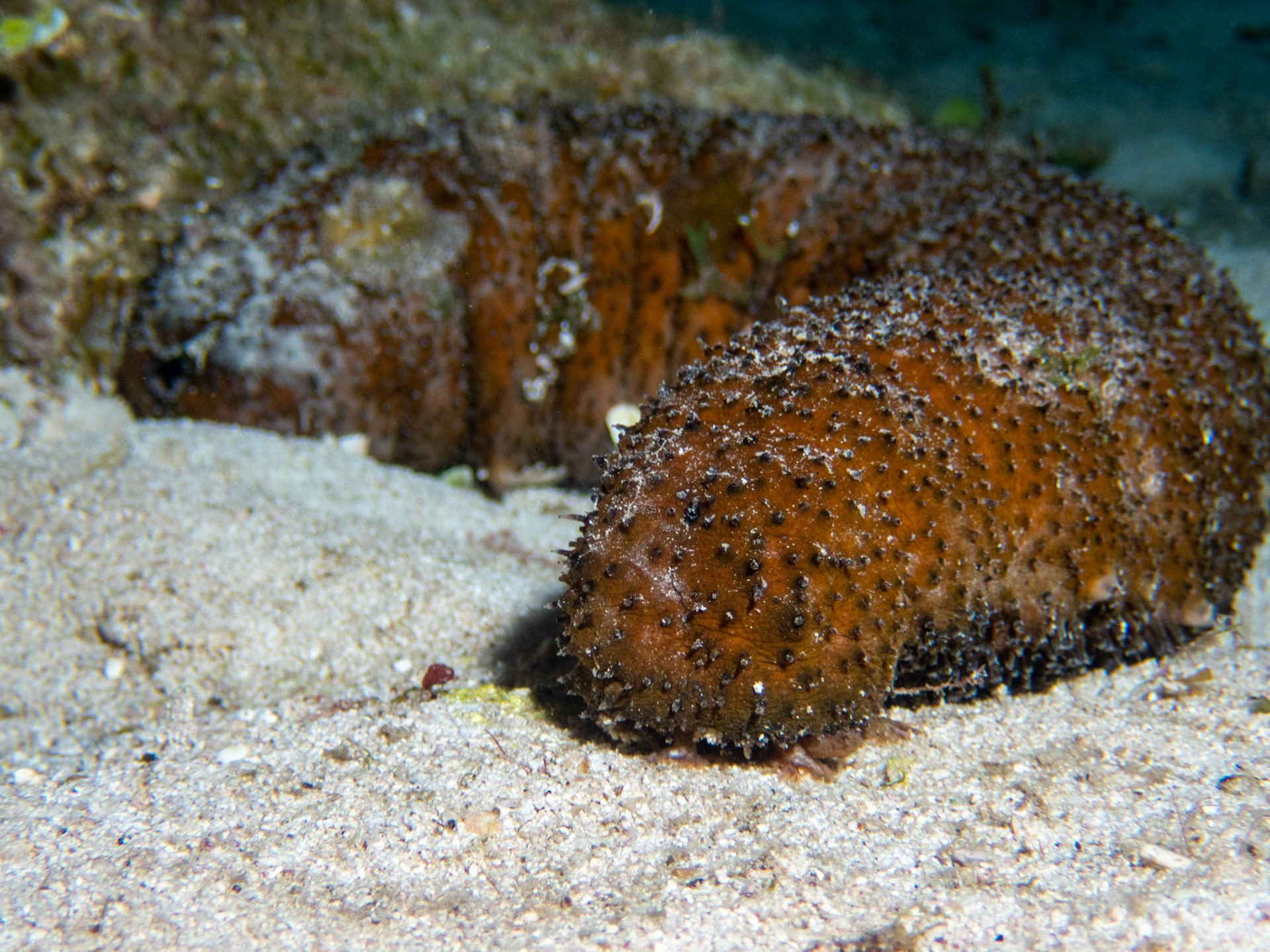 Sea cucumber
