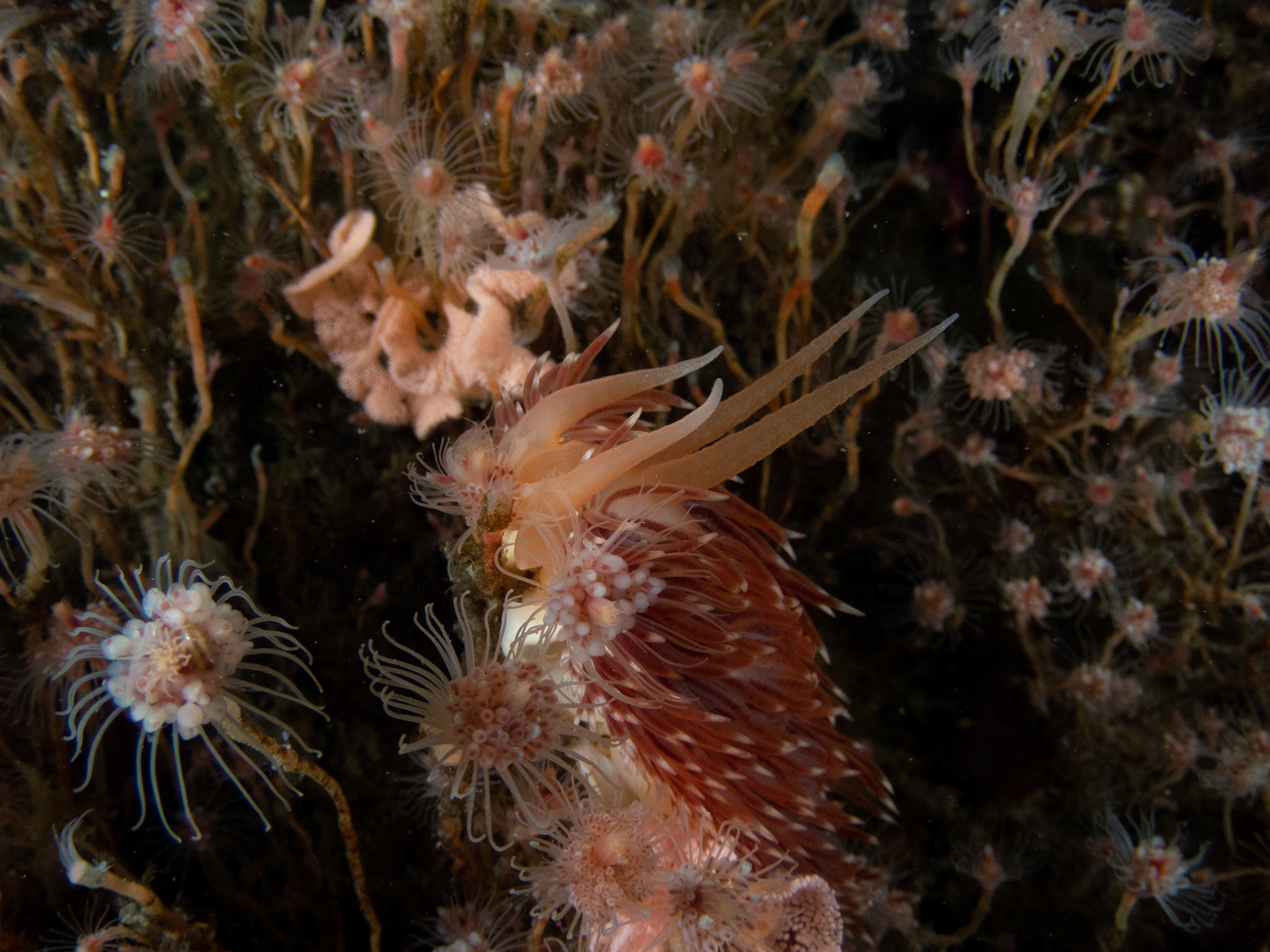Flabellina verrilli chowing down