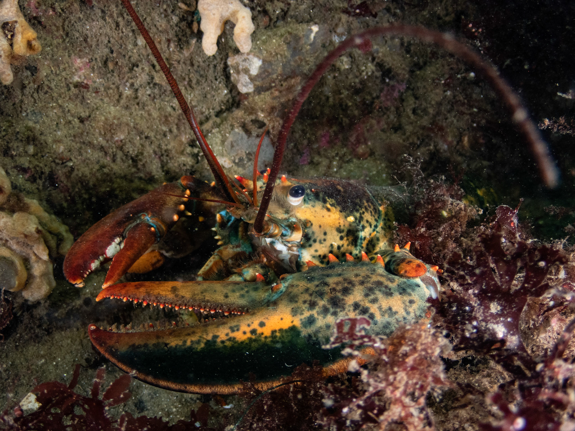 American Lobster