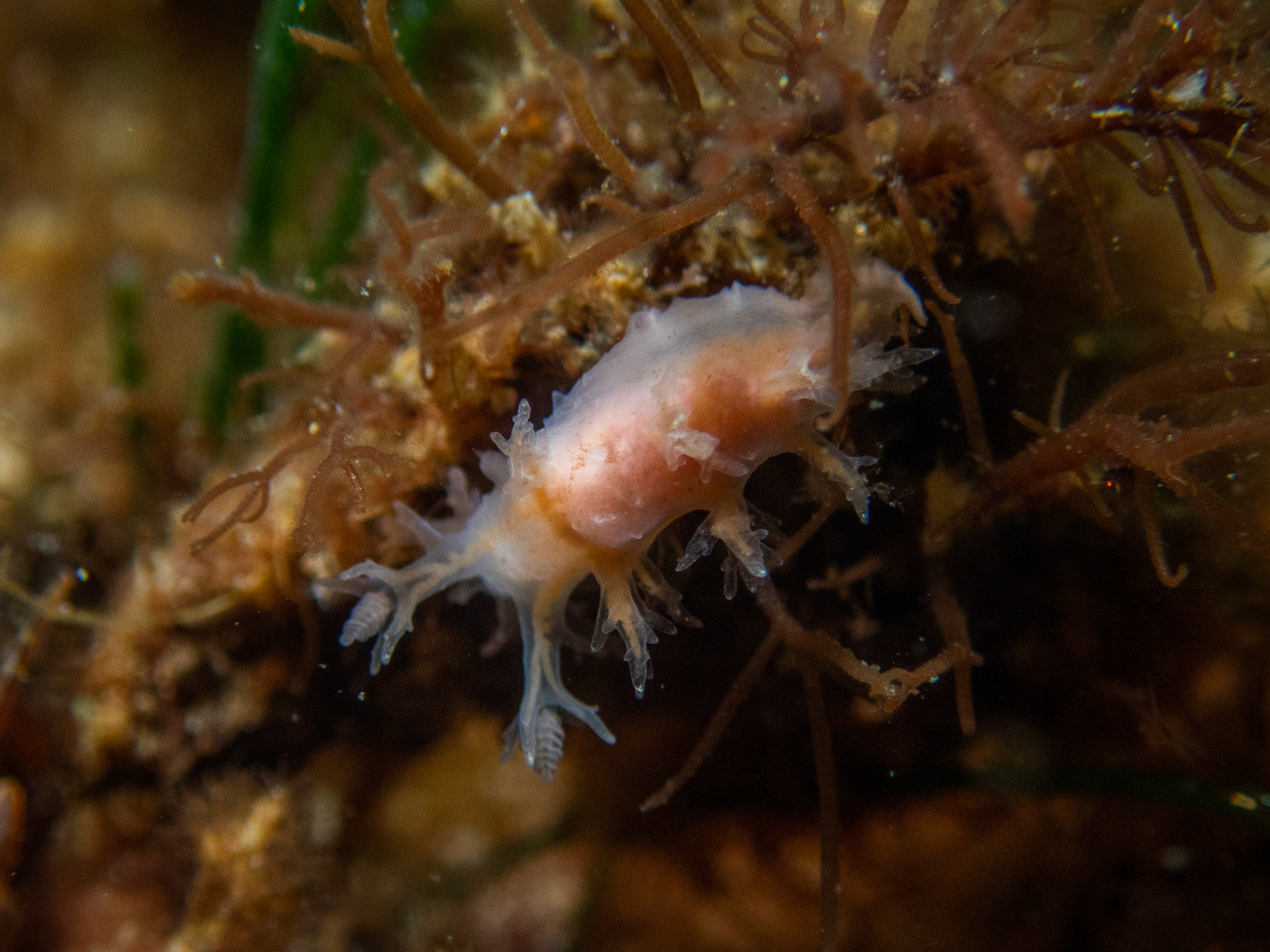 Dendronotus frondosus