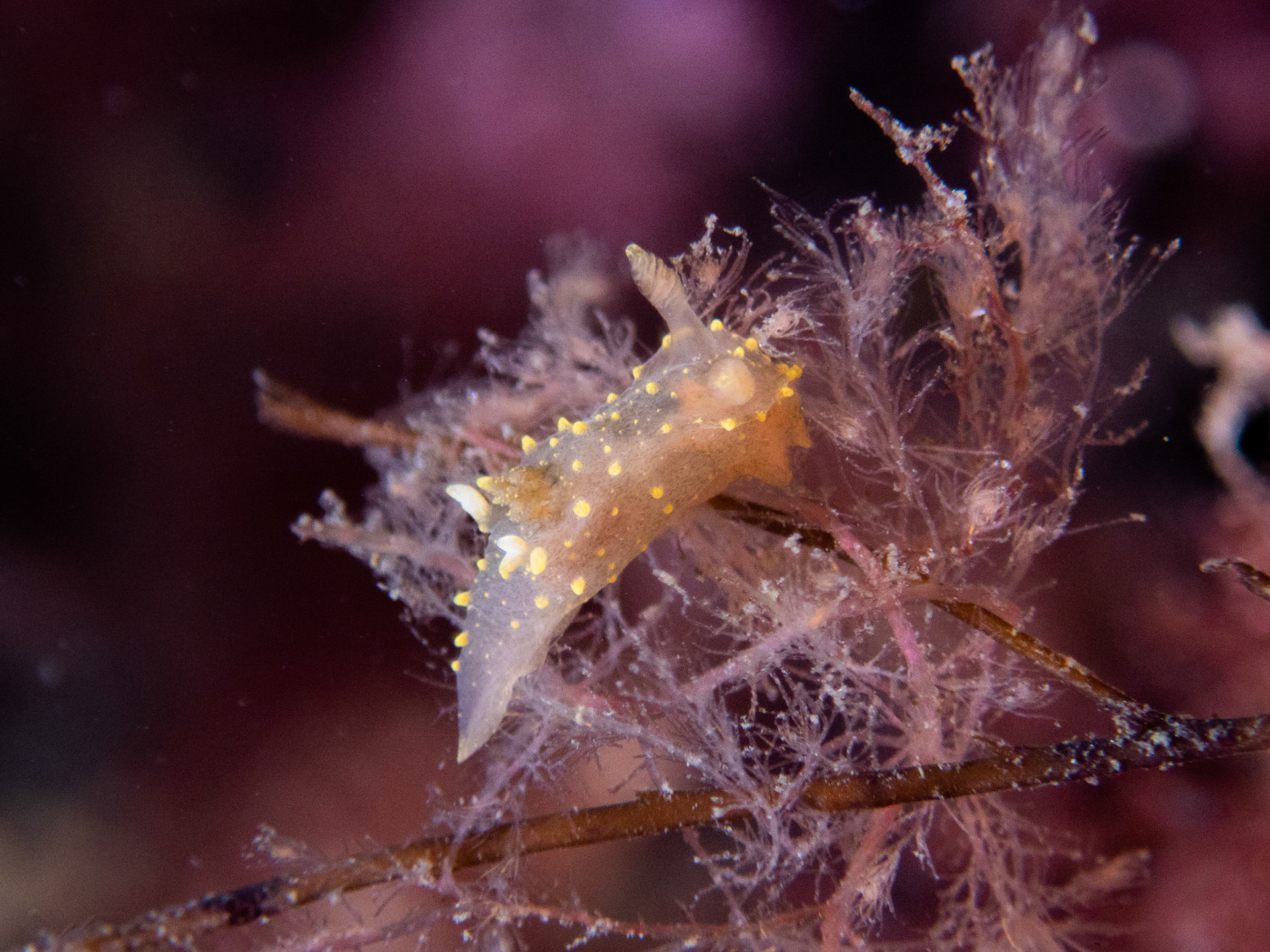 Rim-backed nudibranch