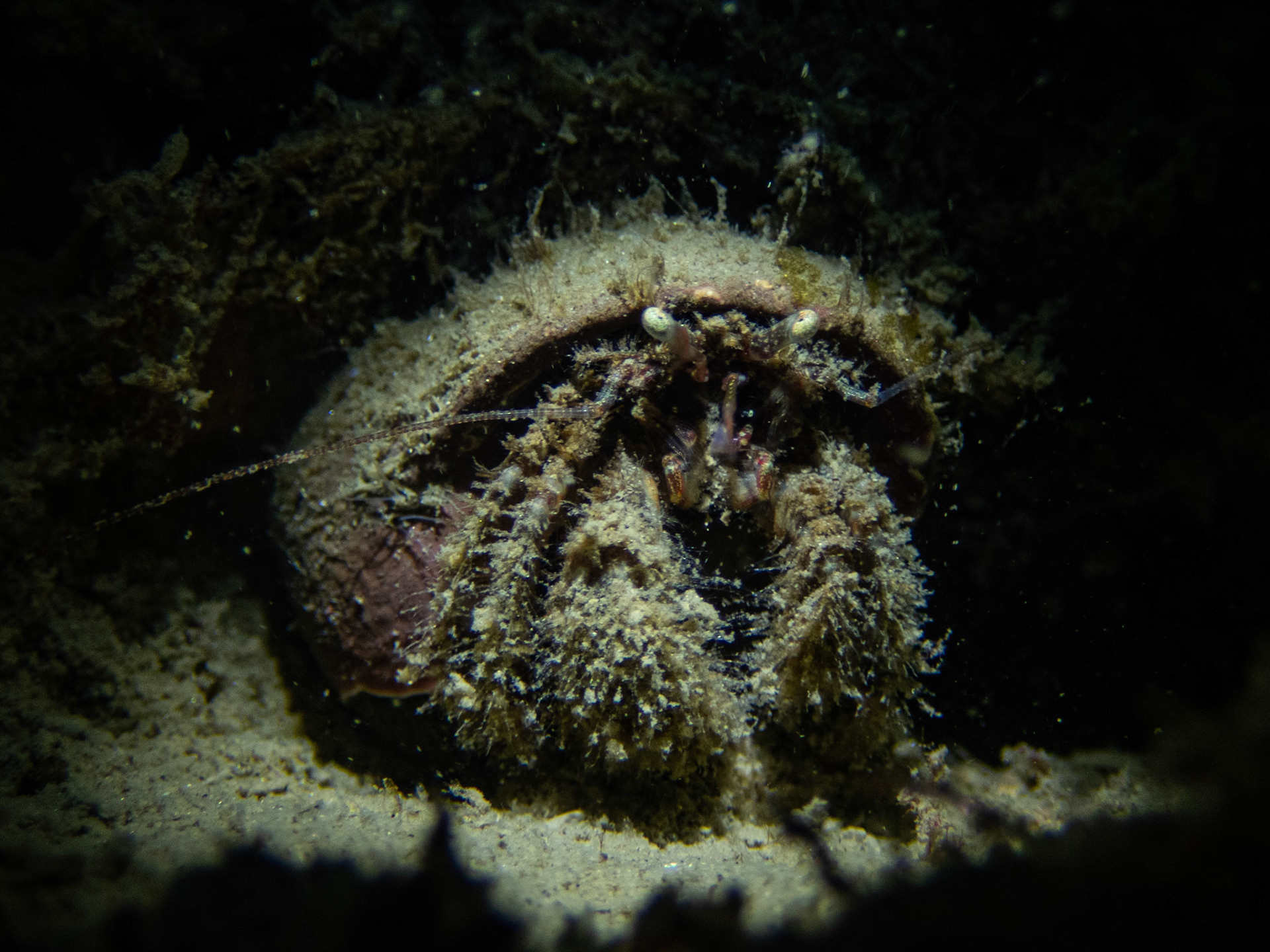 Large silty hermit crab