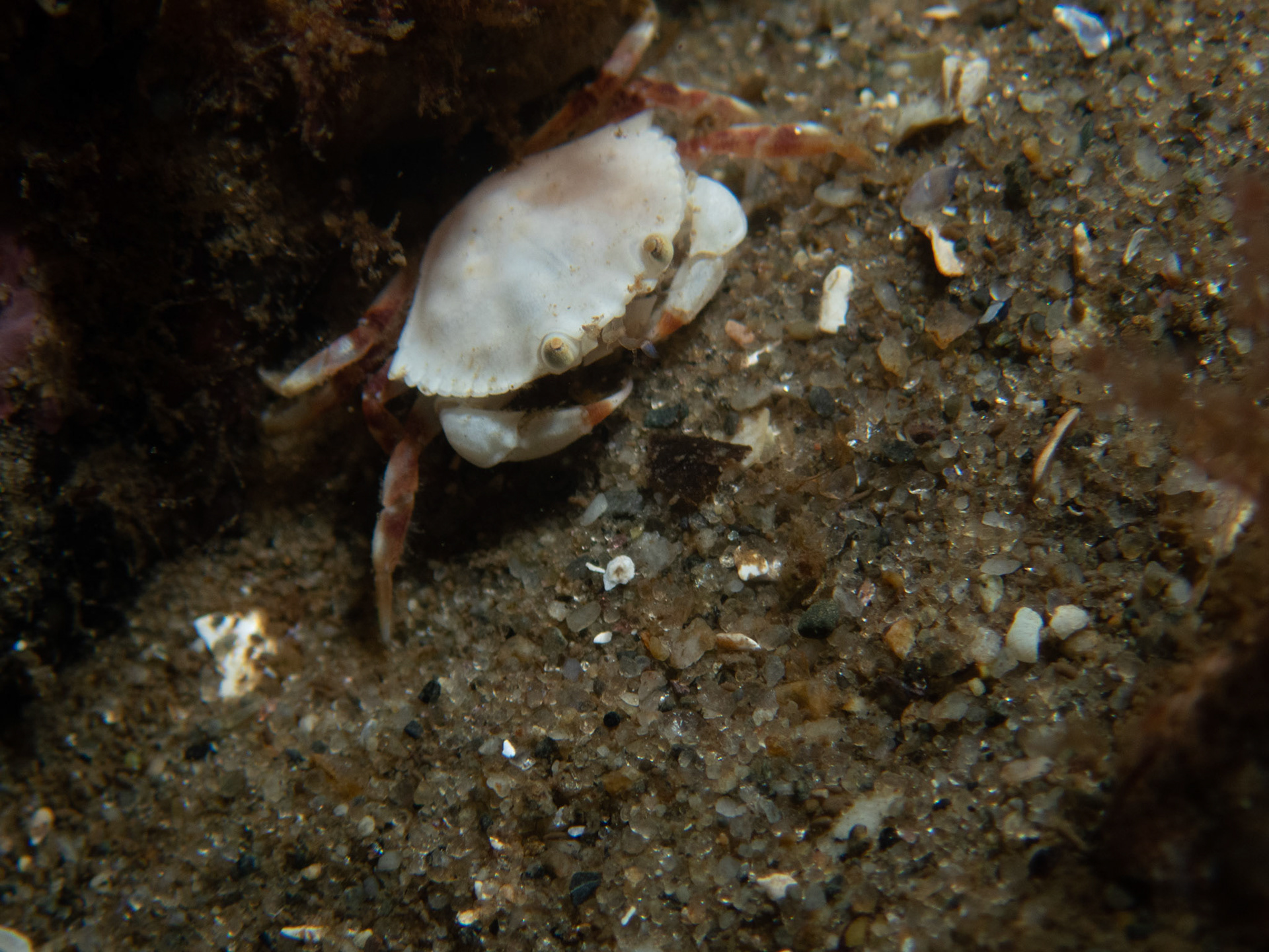 Tiny tiny crab