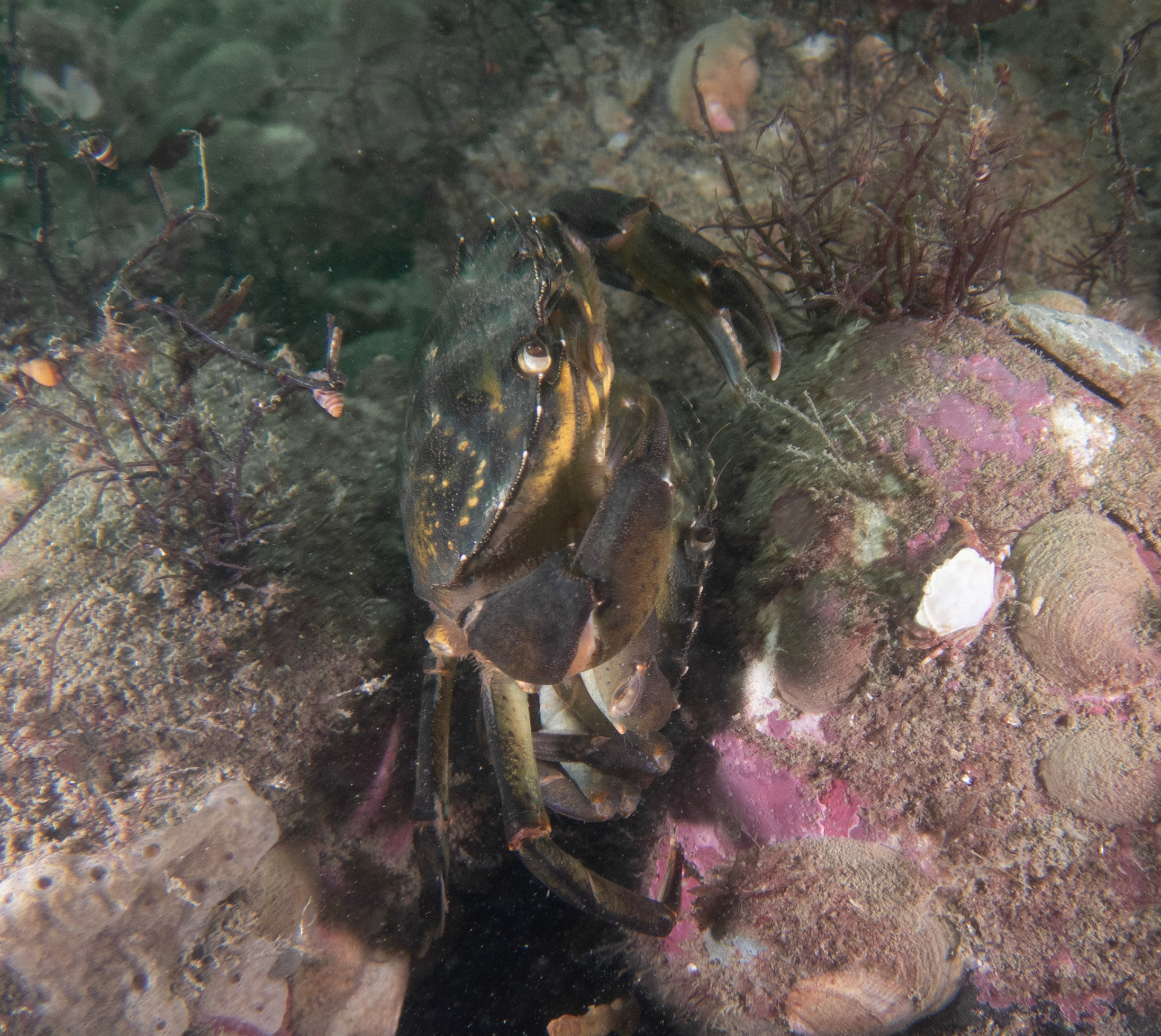 Pair of green crabs