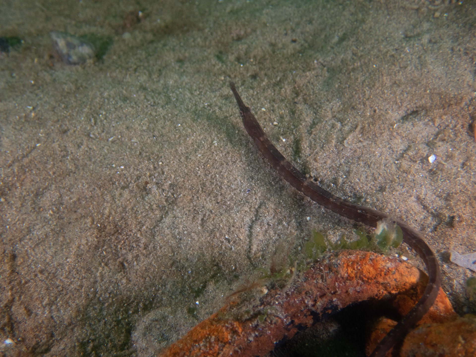 Northern pipefish hanging out in an old mooring