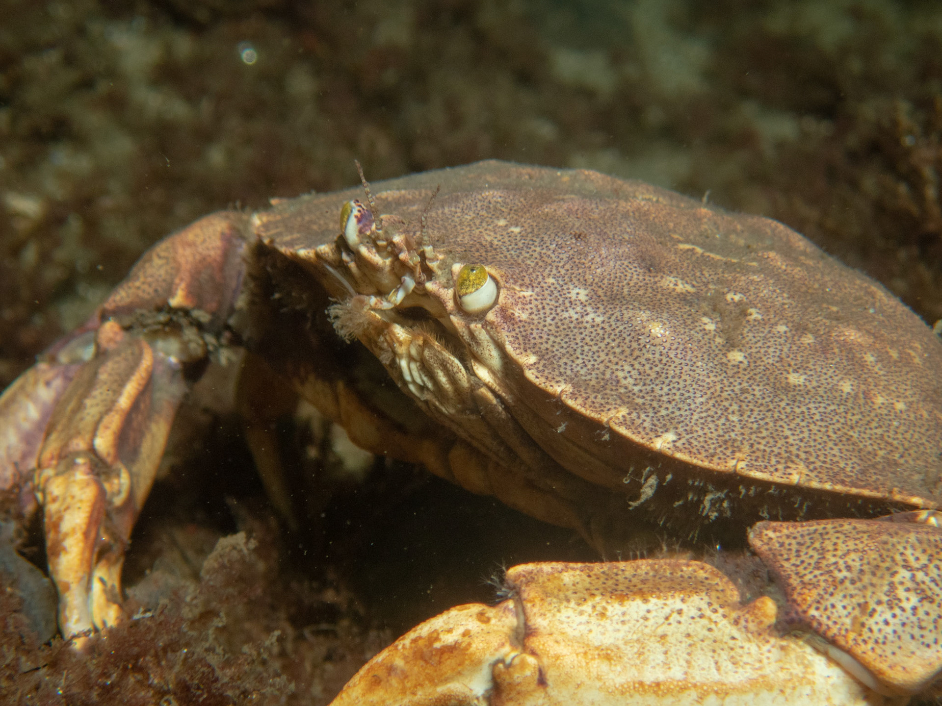 Jonah Crab