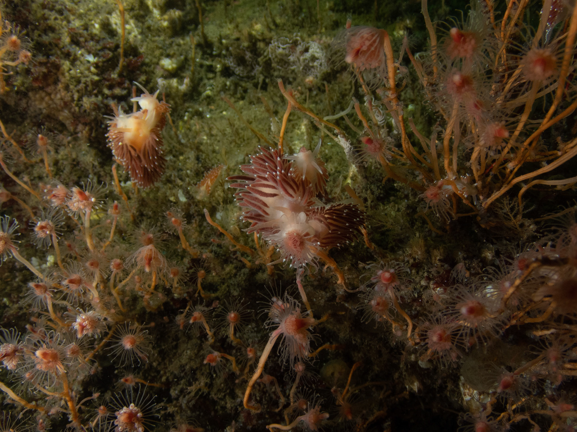 Flabellina verrucosas munching away